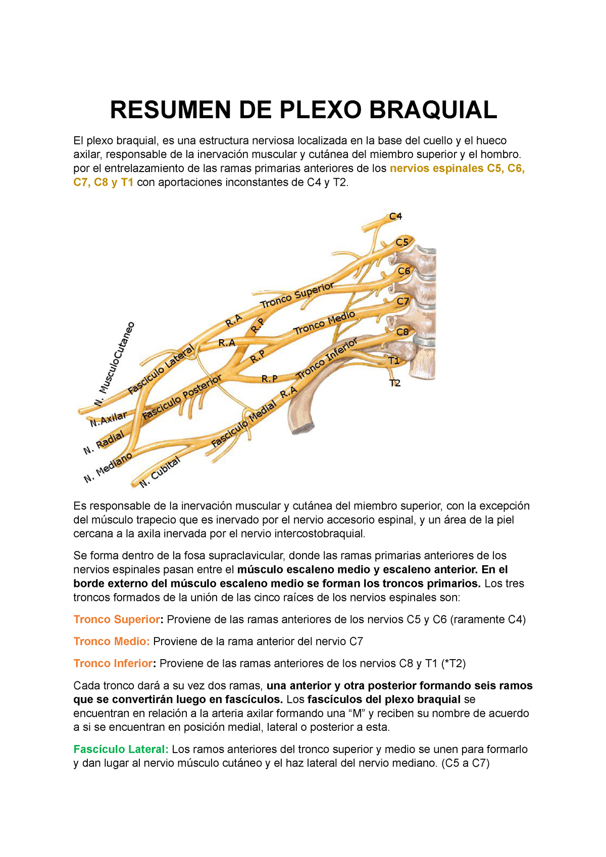 Plexo Braquial Resumen El Plexo Braquial Es Una Red Nerviosa Ubicada ...