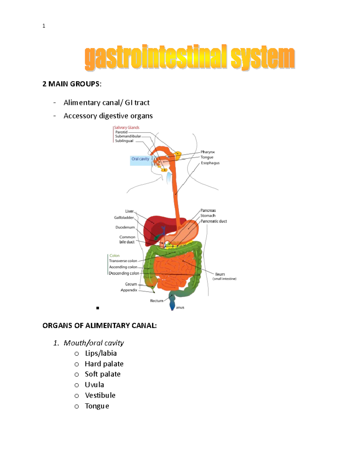 Anatomy And Phys Of The Gastrointestinal System 2 Main Groups