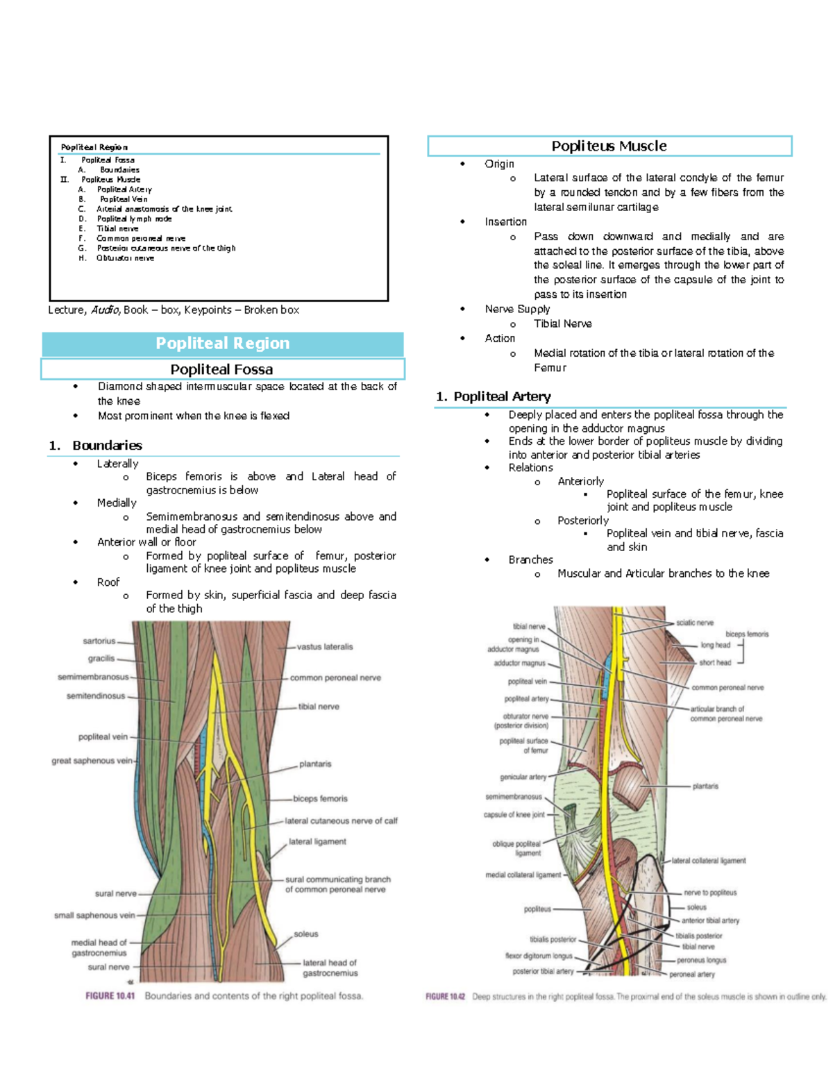 Popliteal Region - Anatomy - Lecture, Audio, Book – box, Keypoints ...