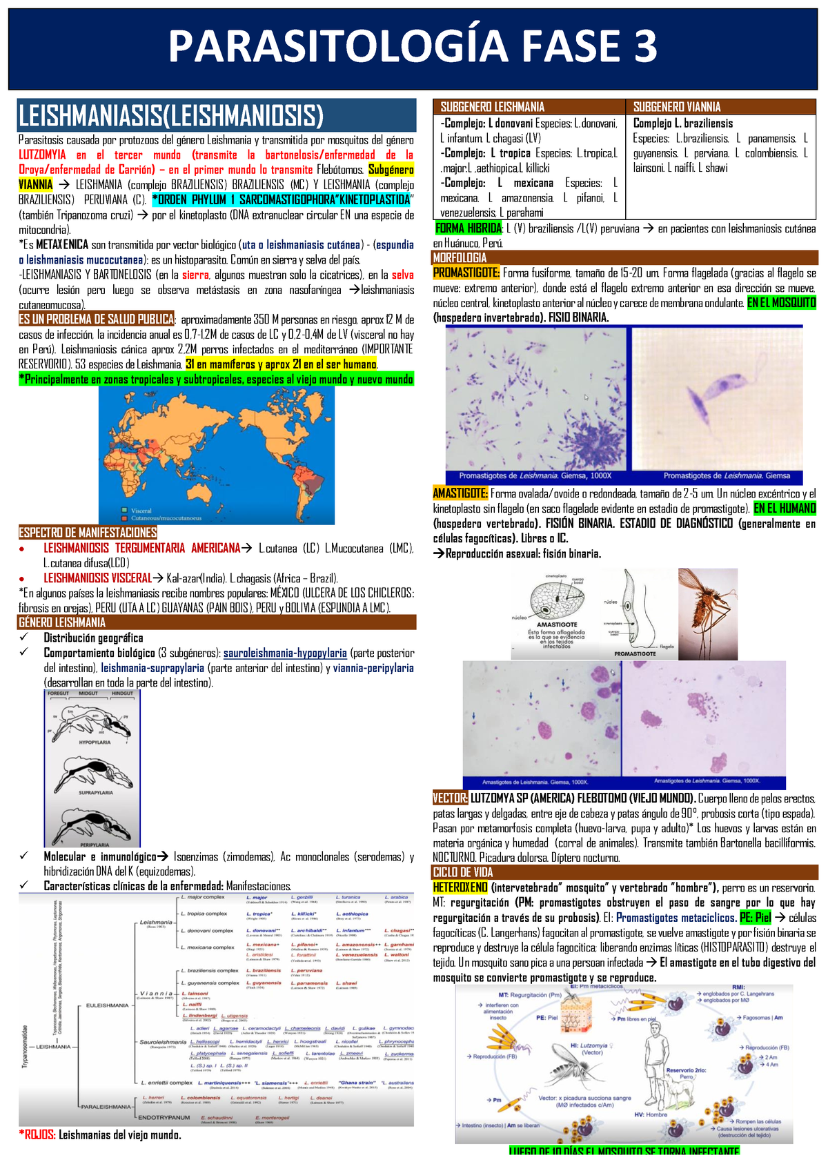 fisión binaria en leishmania