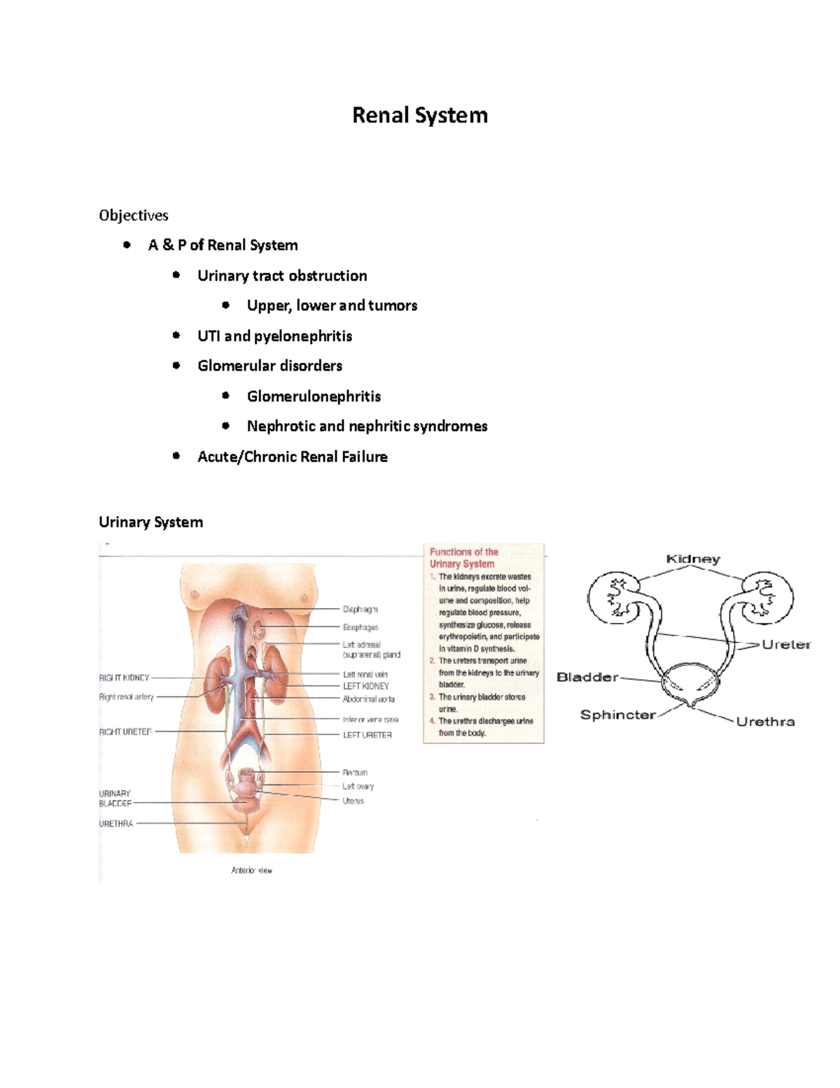 Renal System - Pathophysiology nursing notes - Renal System Objectives ...
