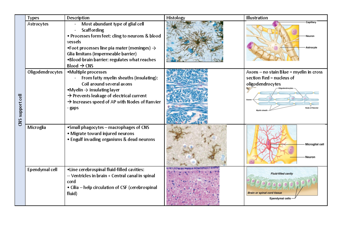 Week 10 Table for Histology of nerves - CNS support cell Types ...