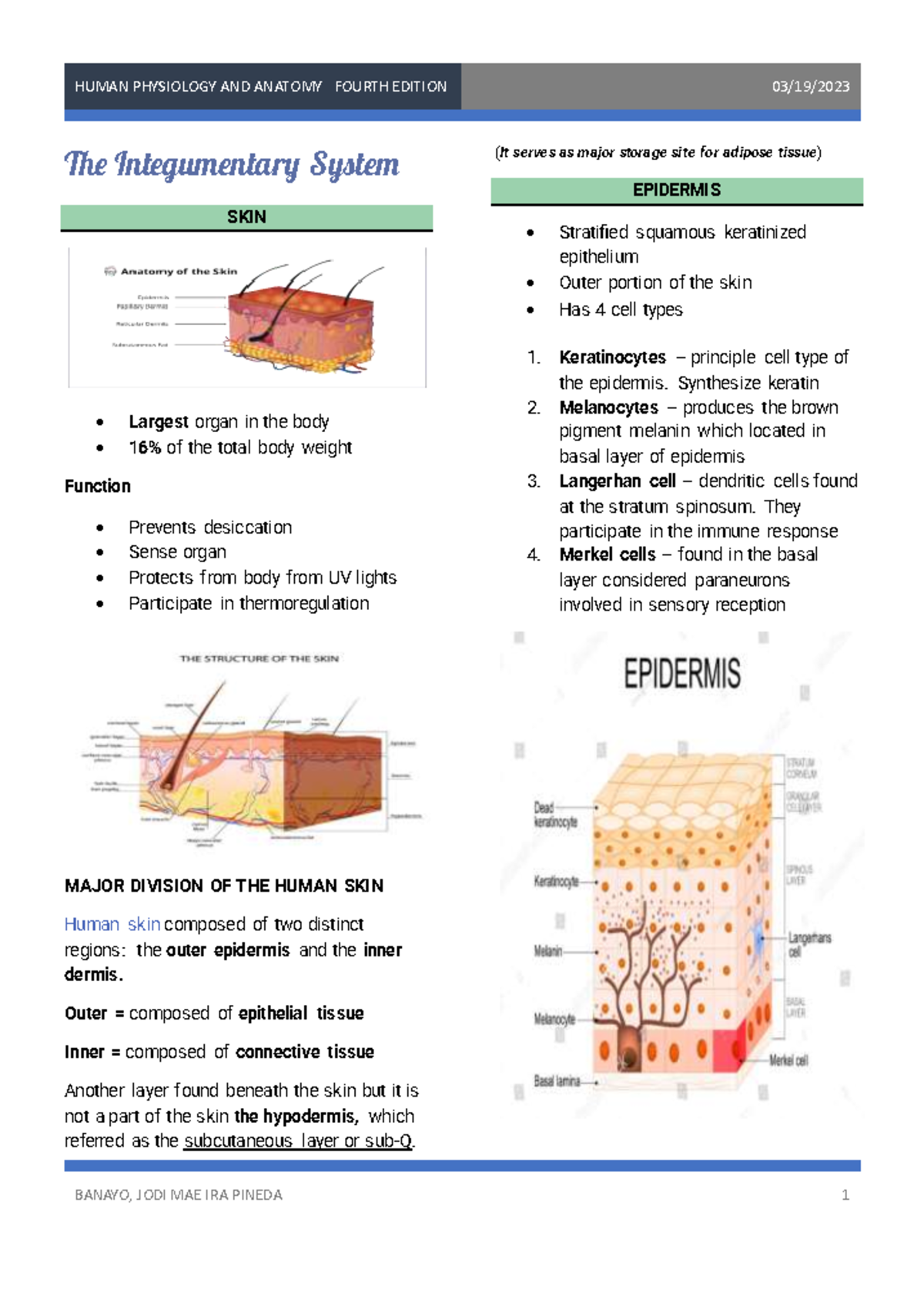 Integumentary- System- Transes - The Integumentary System SKIN Largest ...