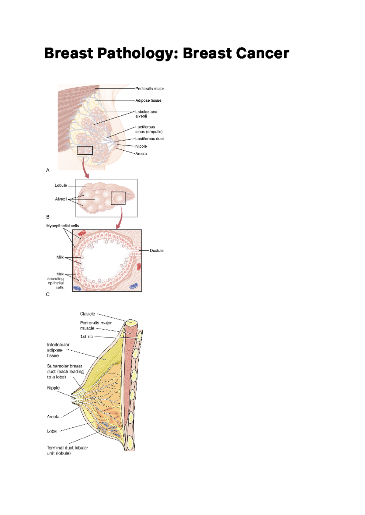 Breast Pathology - Cancer - B Re A S T Pa T H O L O G Y : B Re A S T C ...