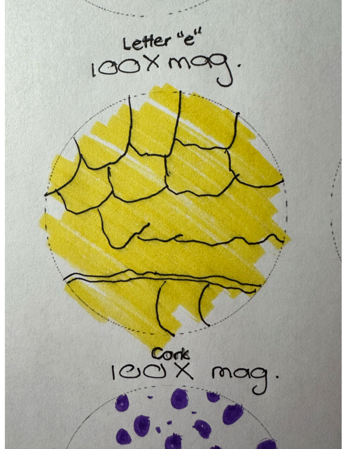 Cork image of cork under microscope BIOL 1406 Letter 100X mag