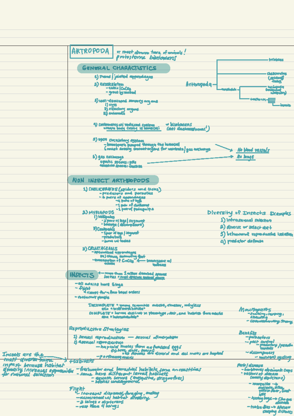 BIOL 2200 Exam 3 - ARTROPODA = most diverse taxa of animals! protostome ...