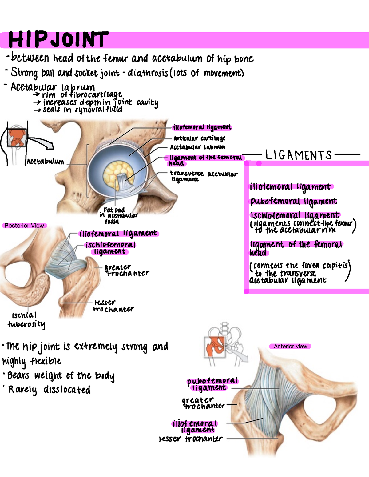 All about the Hip Joint - ####### Anterior view Posterior View HIP ...