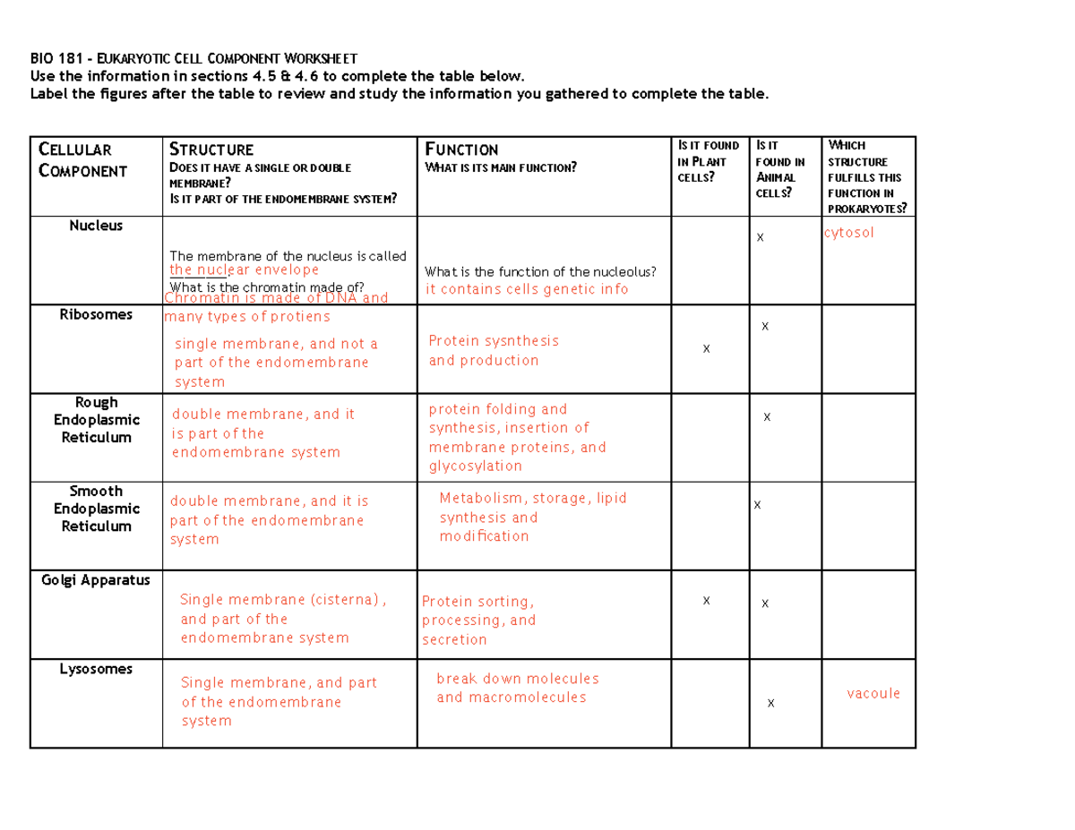 Eukaryotic Cell Components Worksheet - BIO 181 - EUKARYOTIC CELL ...