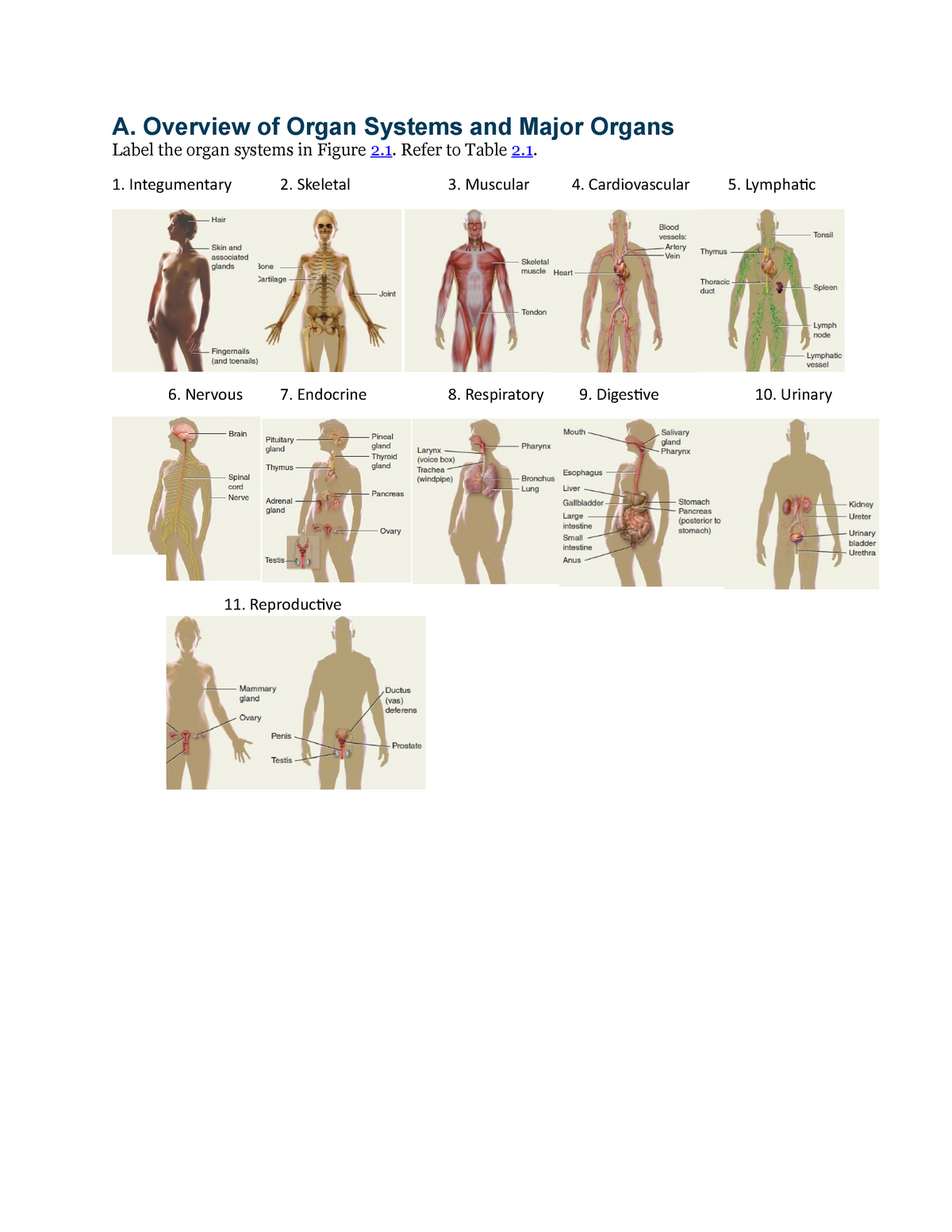 Major organ functions & anatomy 👫