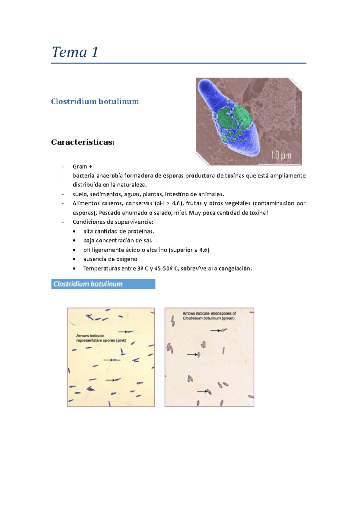 Apuntes Traza Tema Clostridium Botulinum Caracter Sticas Gram