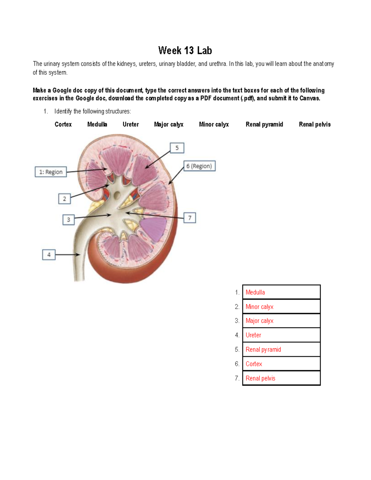 BIO Week 13 Lab - Week 13 Lab The Urinary System Consists Of The ...