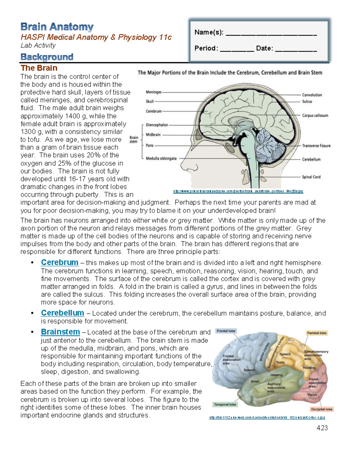 11c Brain Anatomy( - HASPI Medical Anatomy & Physiology 11c Lab ...