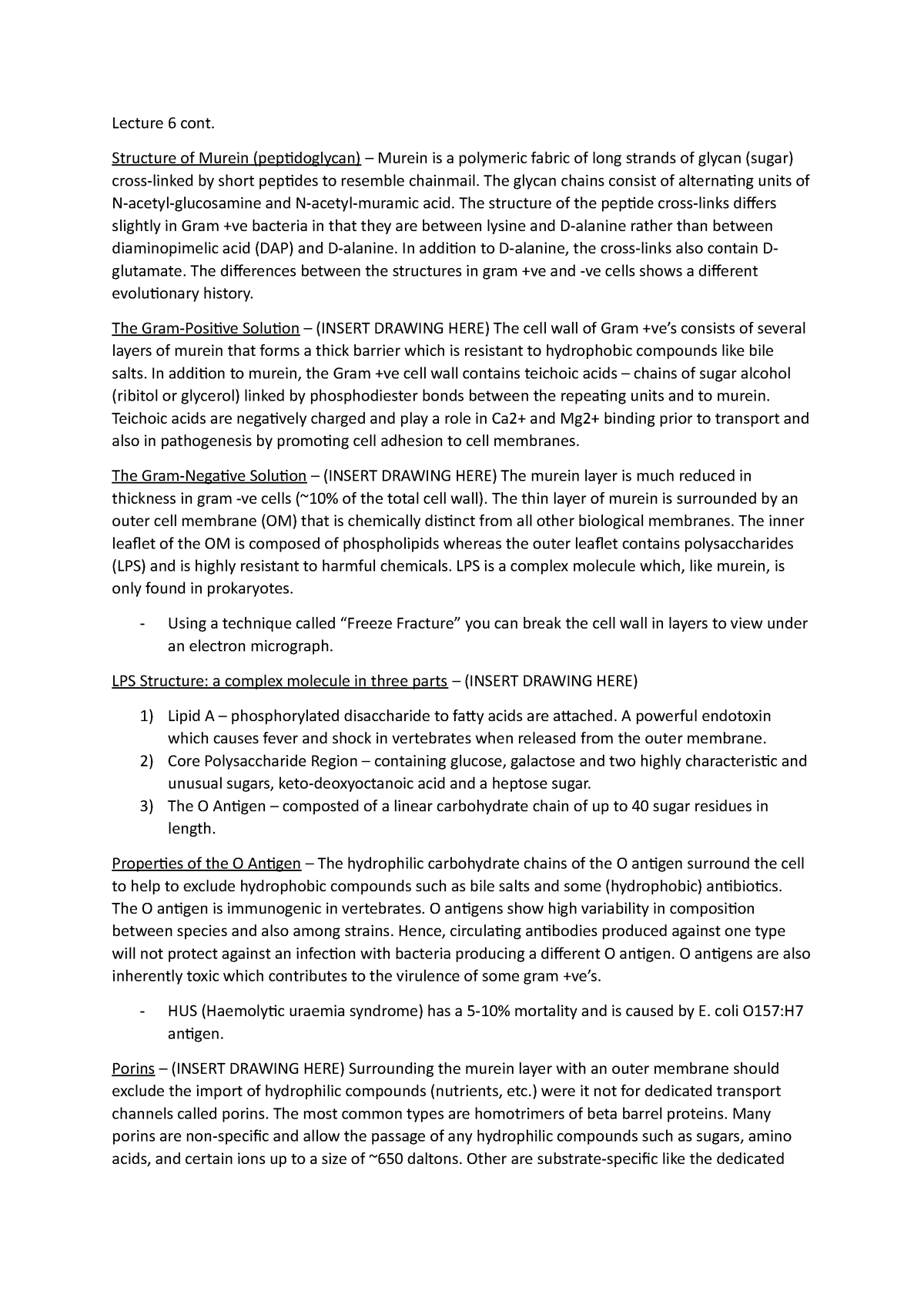 Lecture 6 cont - Lecture 6 cont. Structure of Murein (peptidoglycan ...