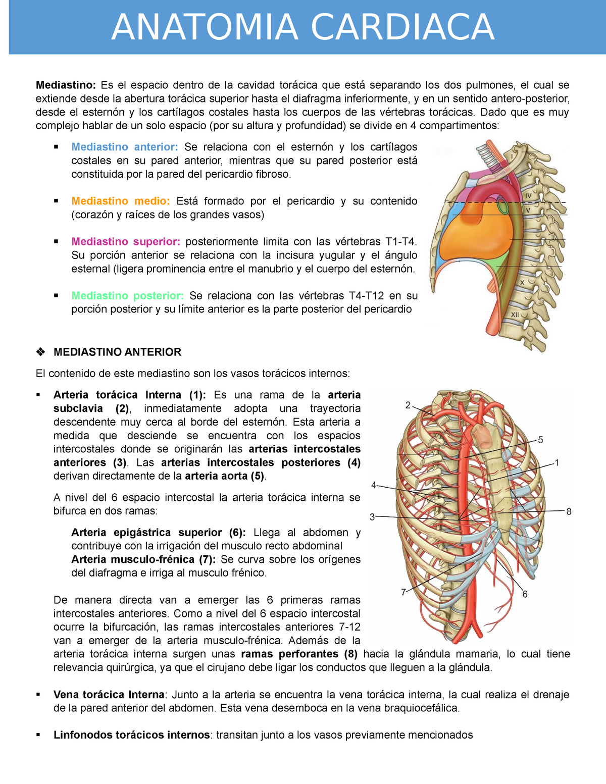 arterias intercostales anteriores