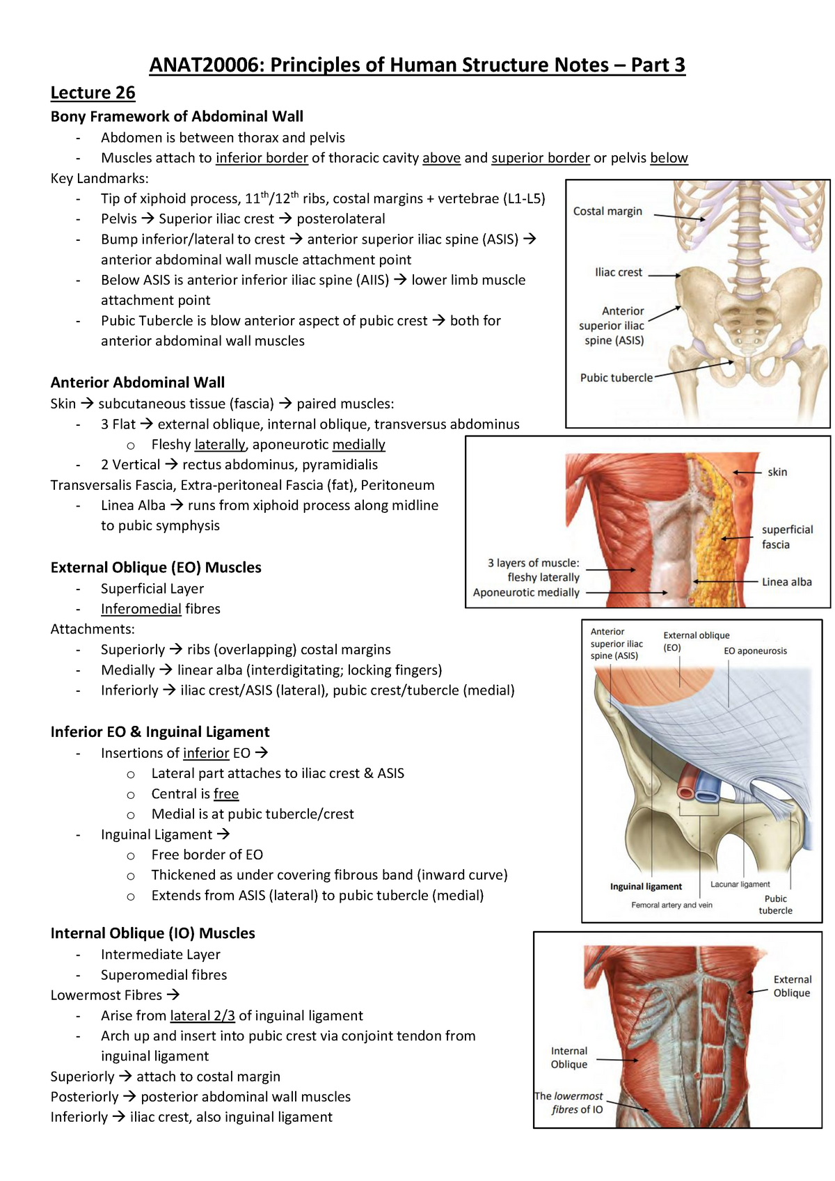 ANAT20006 Exam Prep Lecture Notes Part 3 - ANAT20006: Principles of ...
