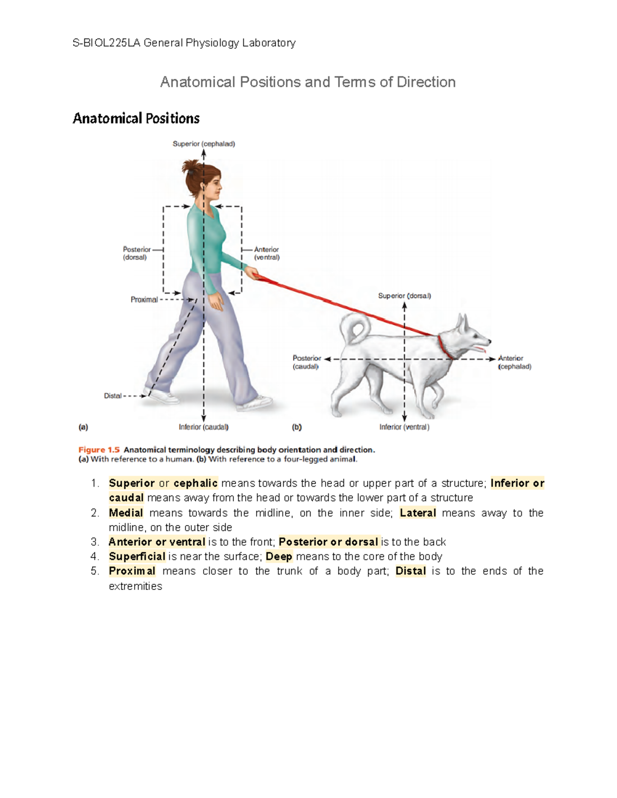 Anatomical Positions And Terms Of Direction - Anatomical Positions And ...