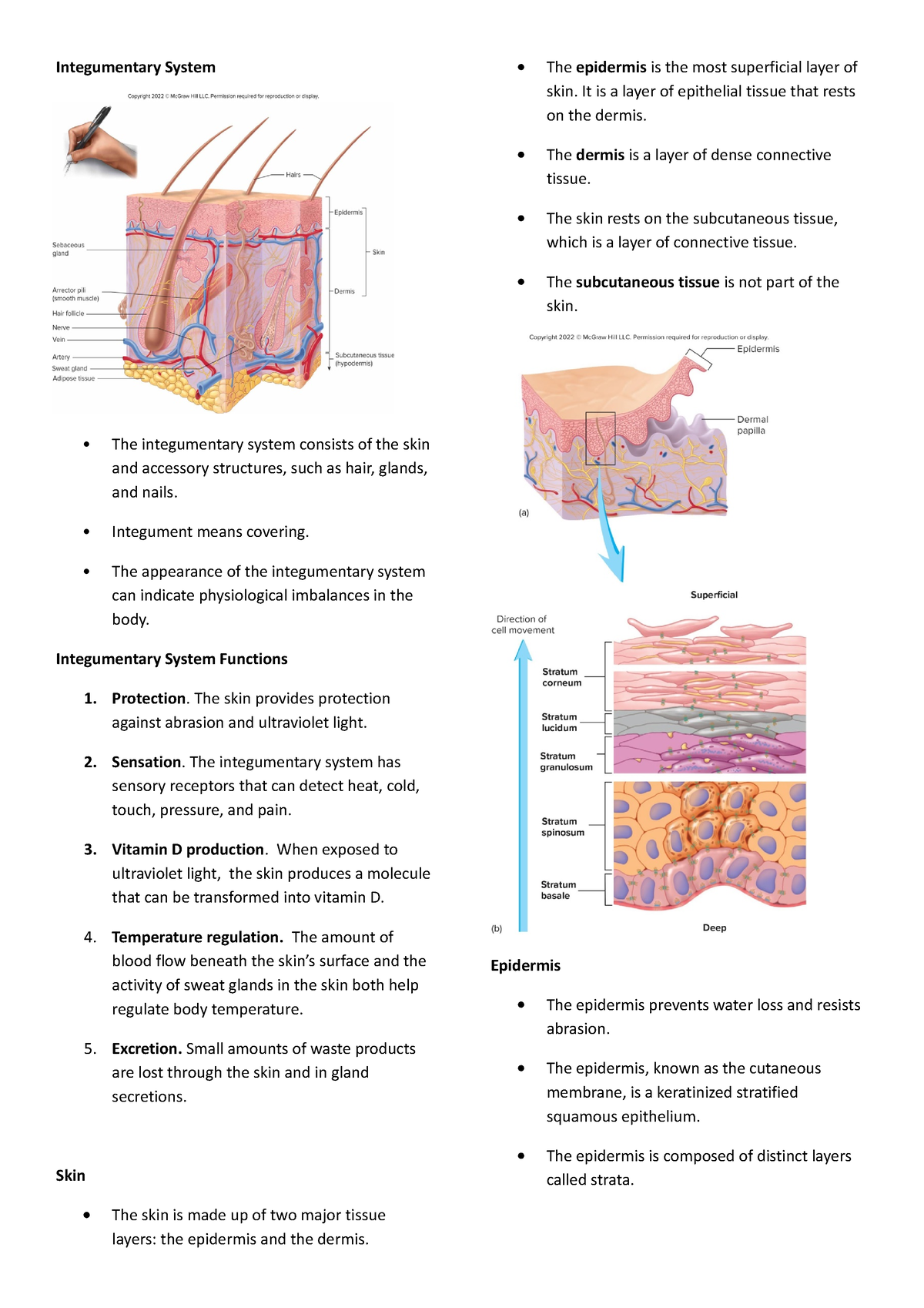 Anatomy And Physiology Chapter 5 Integumentary System The Integumentary System Consists Of The 2286