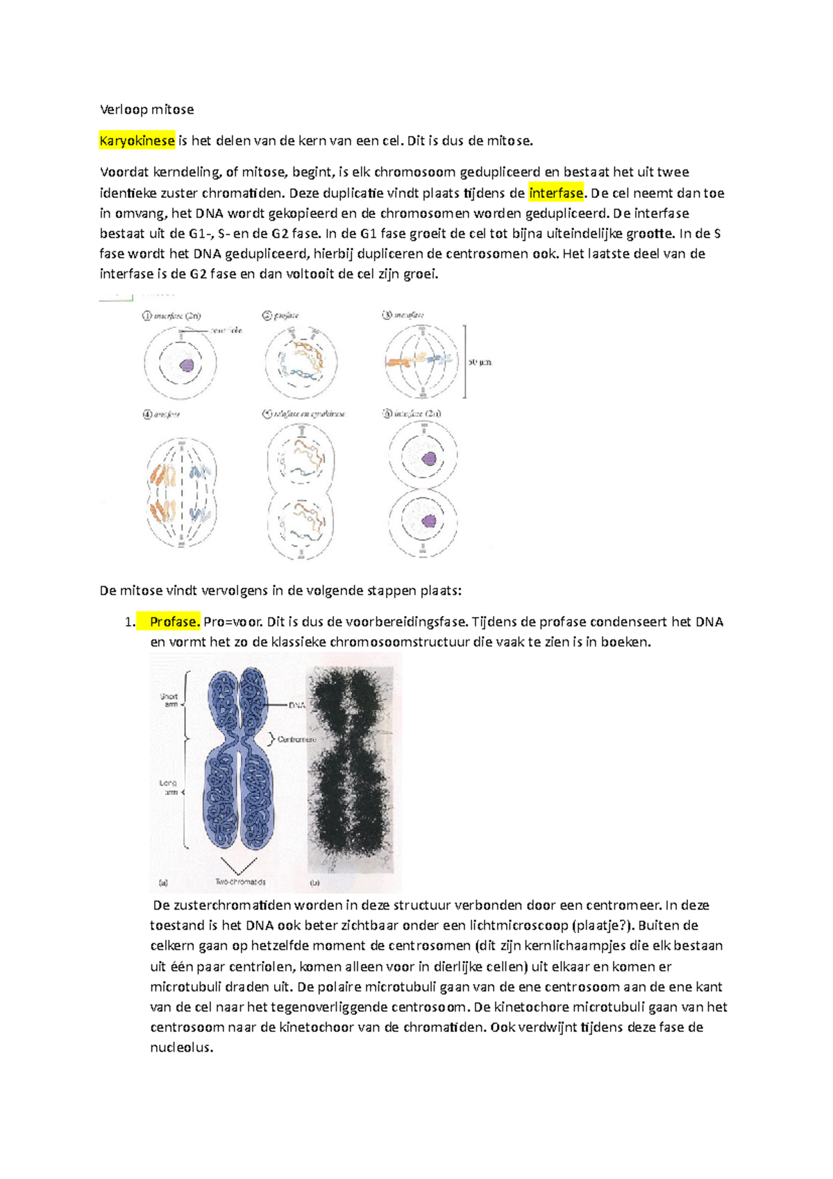 Probleemtaak Week 3 Mitose En Taxol Verloop Mitose Karyokinese Is