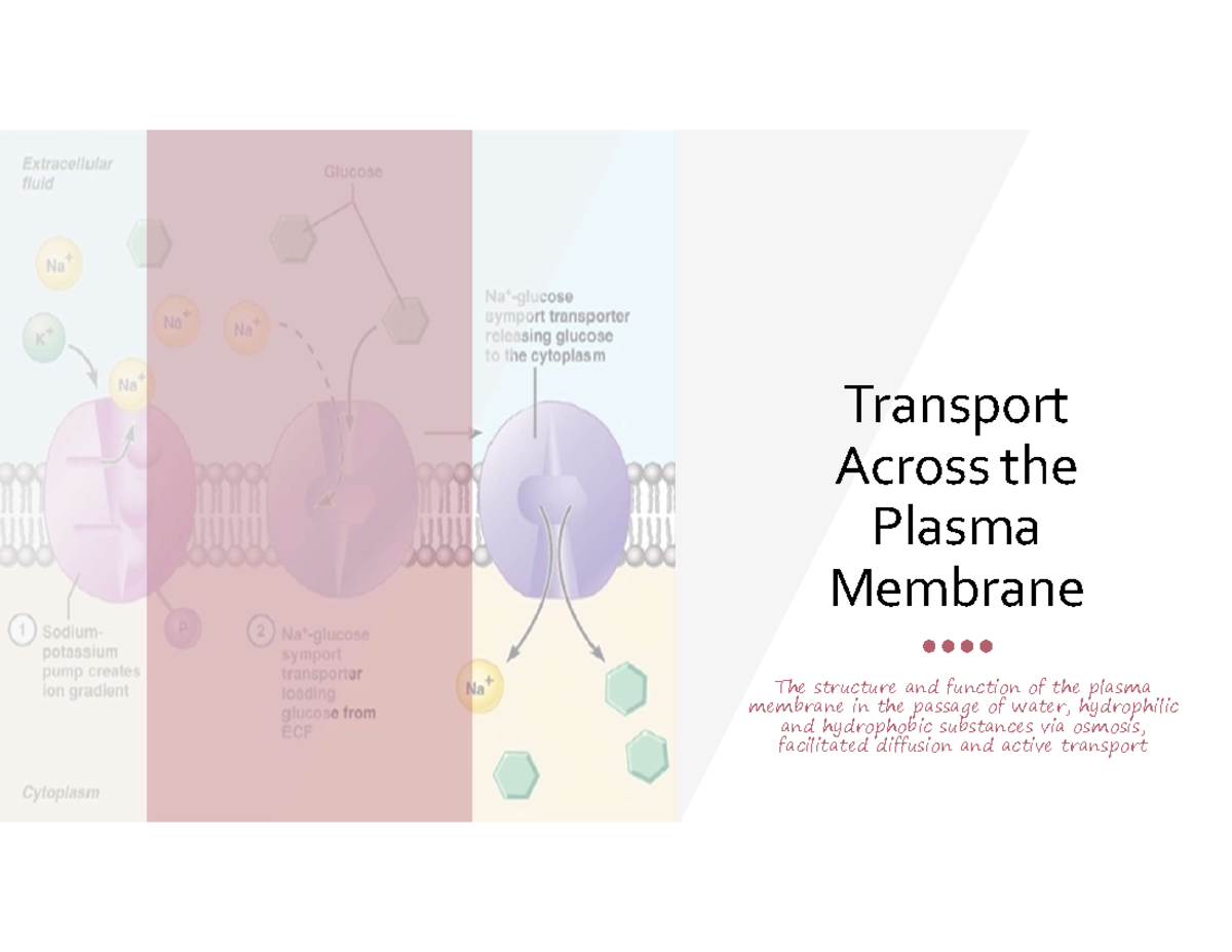 Ch 3C Active Transport - Edrolo Textbook - VCE Biology Unit 1 ...