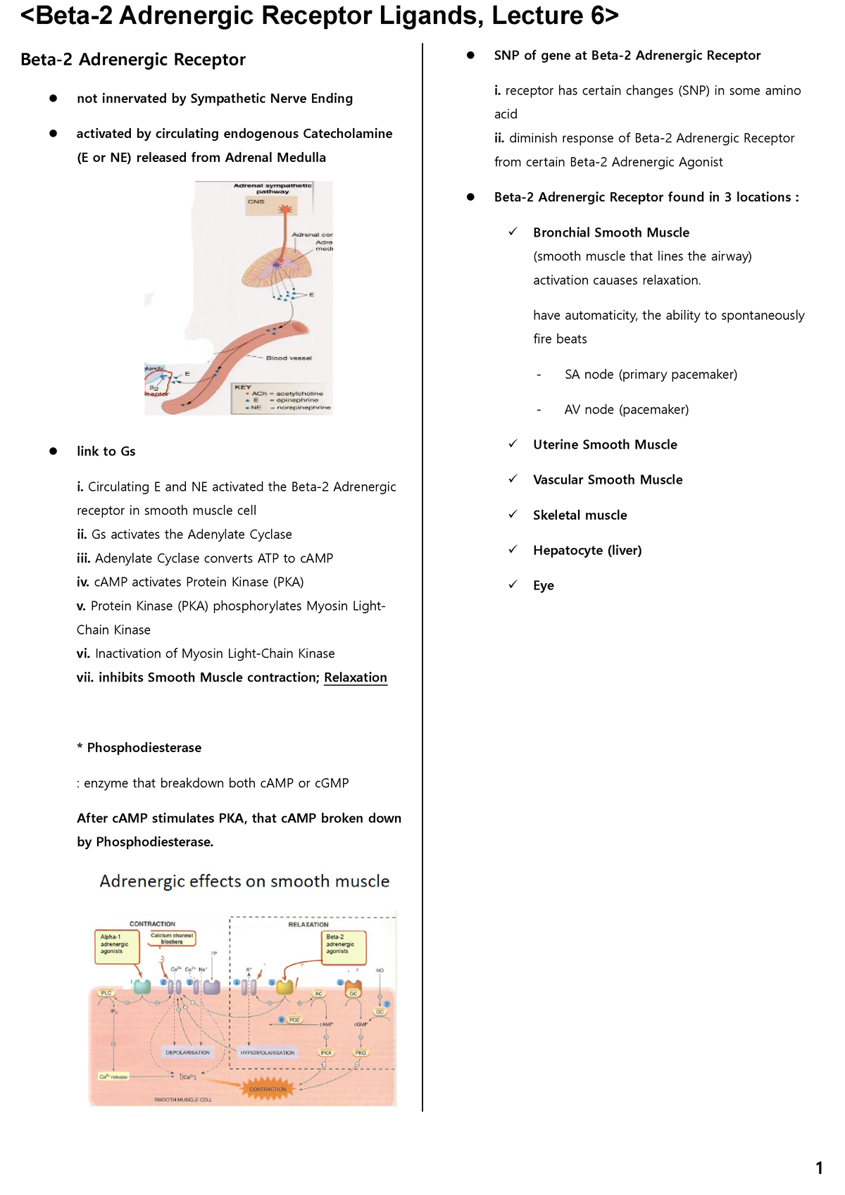 Pharmacology 1 - Beta-2 Adrenergic Receptor Agonist (Lecture 6) - Beta ...