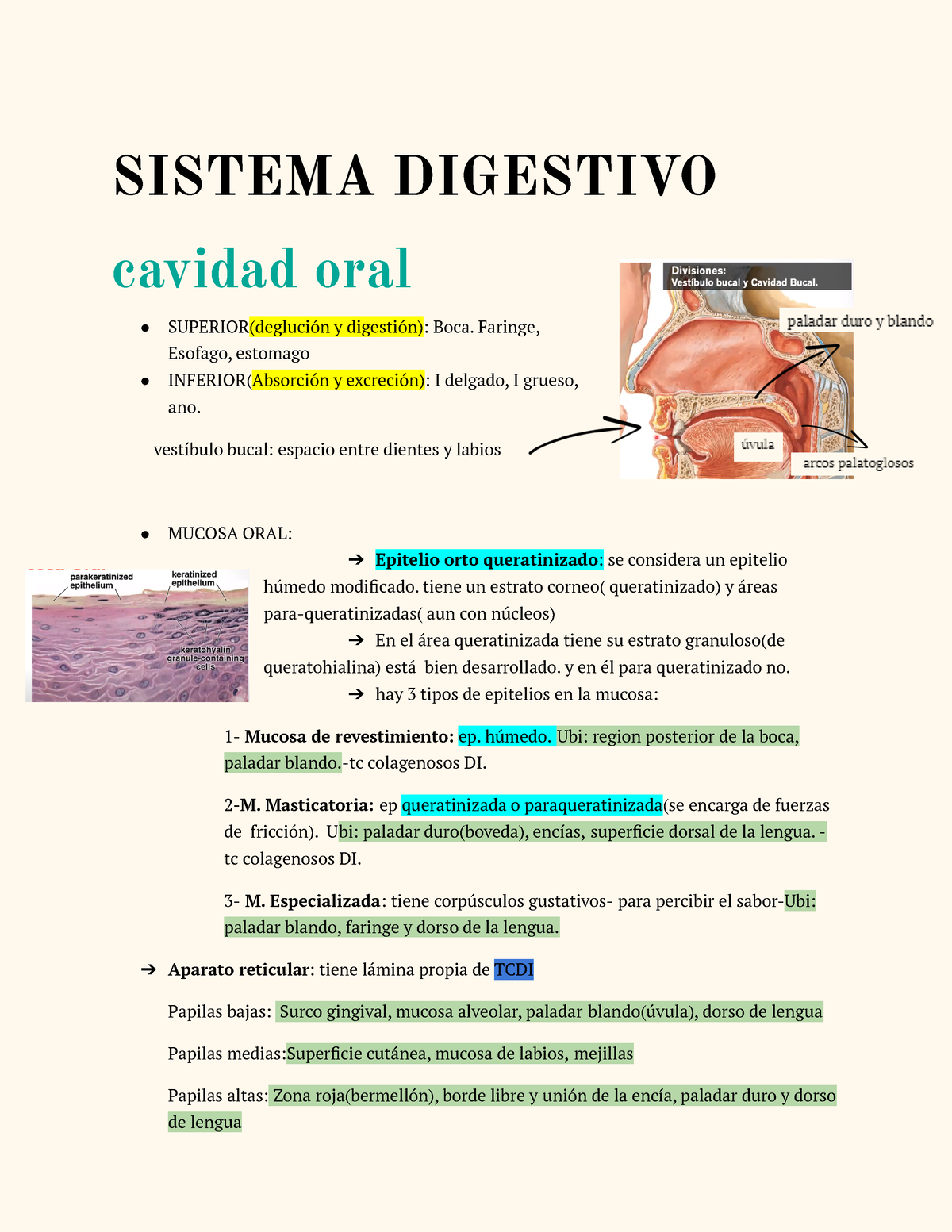 Histo p Resumen SISTEMA DIGESTIVO cavidad oral SUPERIOR deglución y digestión Boca Studocu