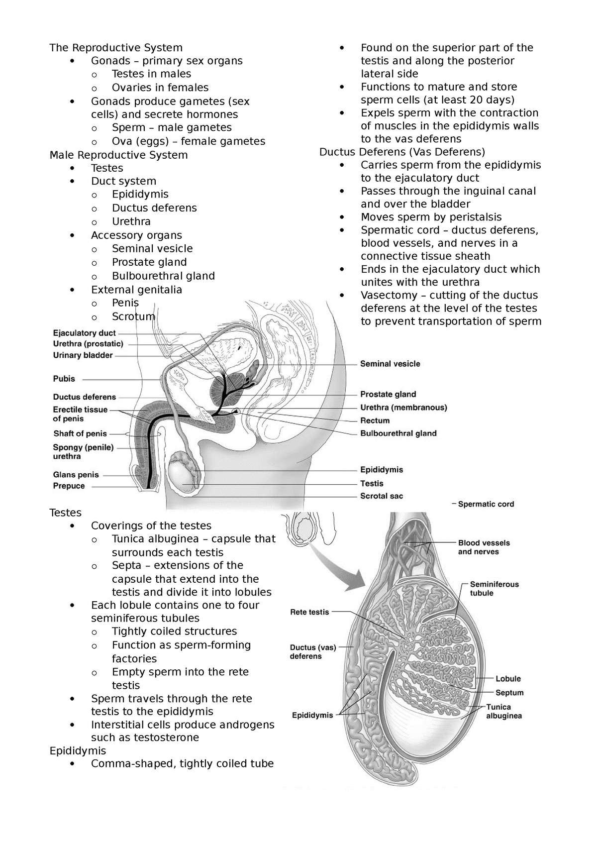 The Reproductive System - Studocu