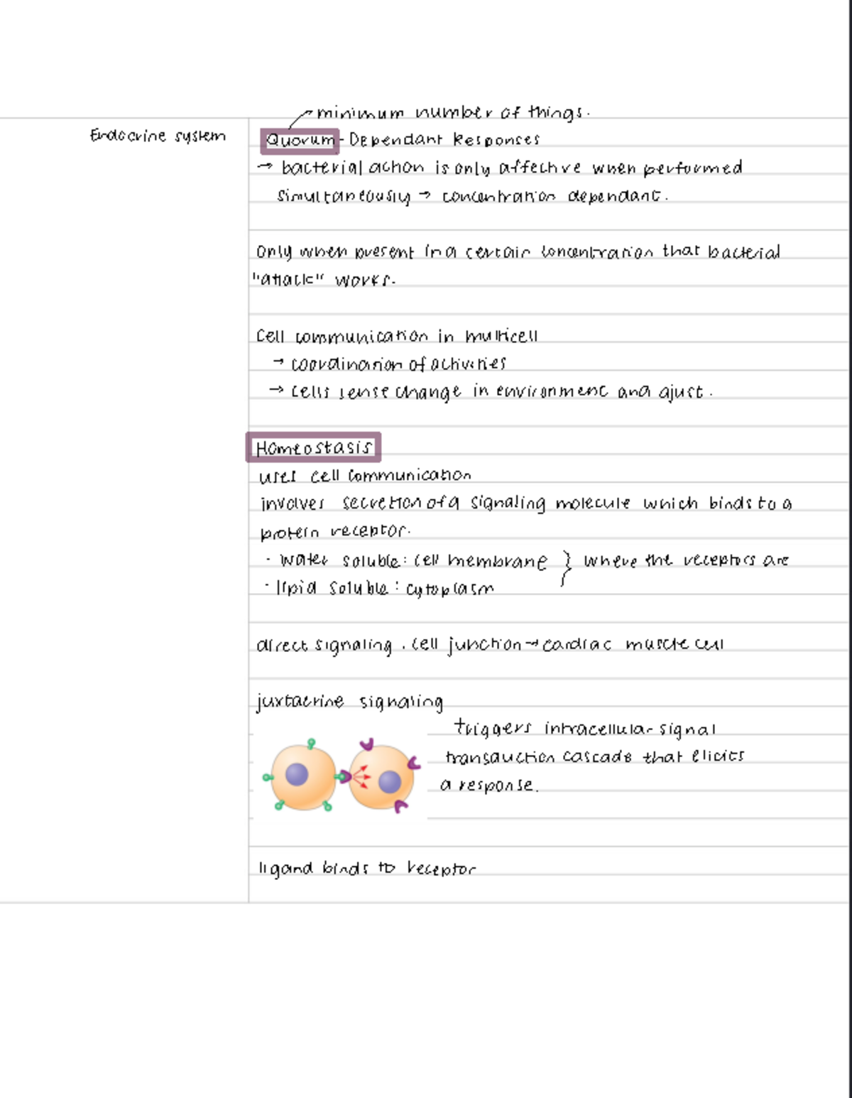 Endocrine system part 1 lecture summary contains types of cell