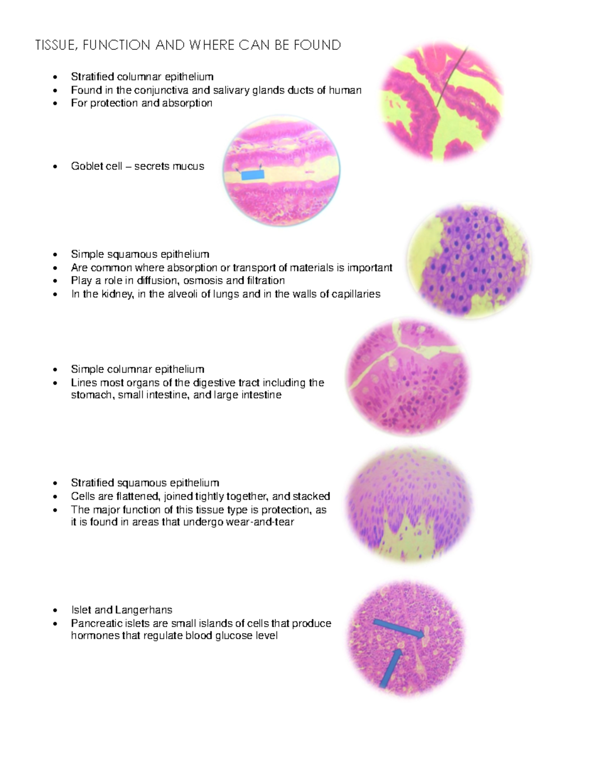 Tissue, Function AND Where CAN BE Found - TISSUE, FUNCTION AND WHERE ...
