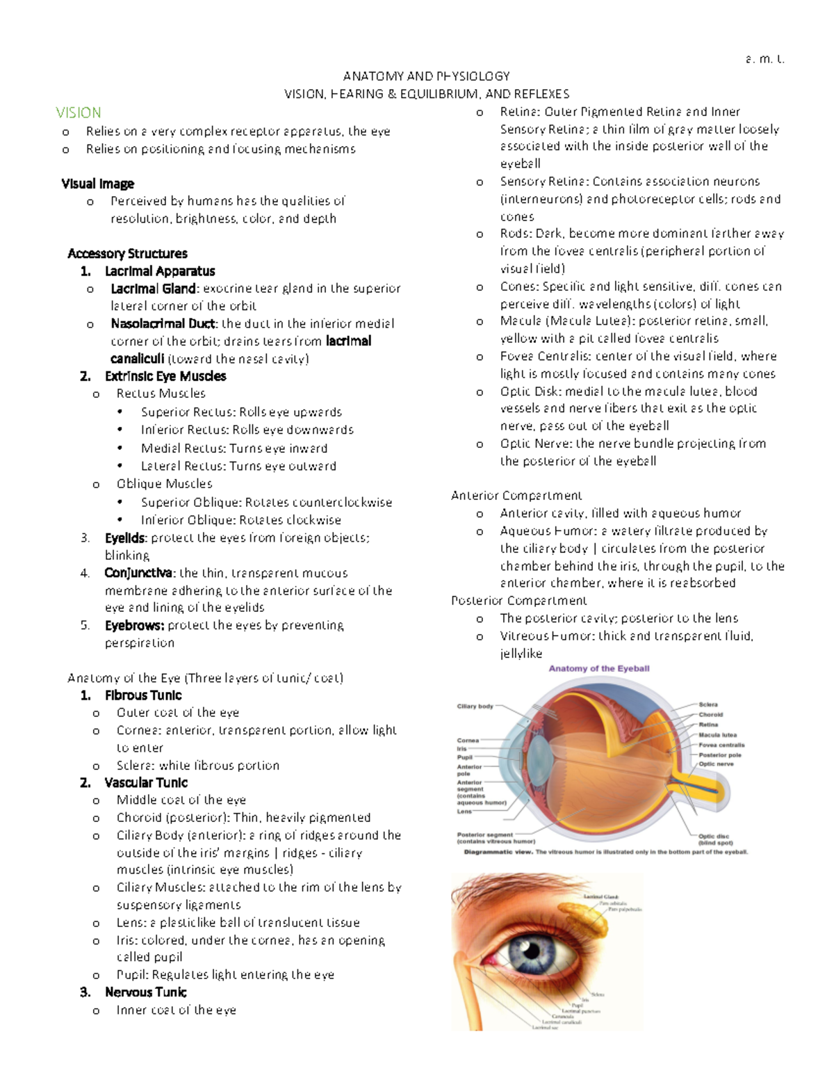 Vision, Hearing, Equilibrium, Reflexes - ANATOMY AND PHYSIOLOGY VISION ...