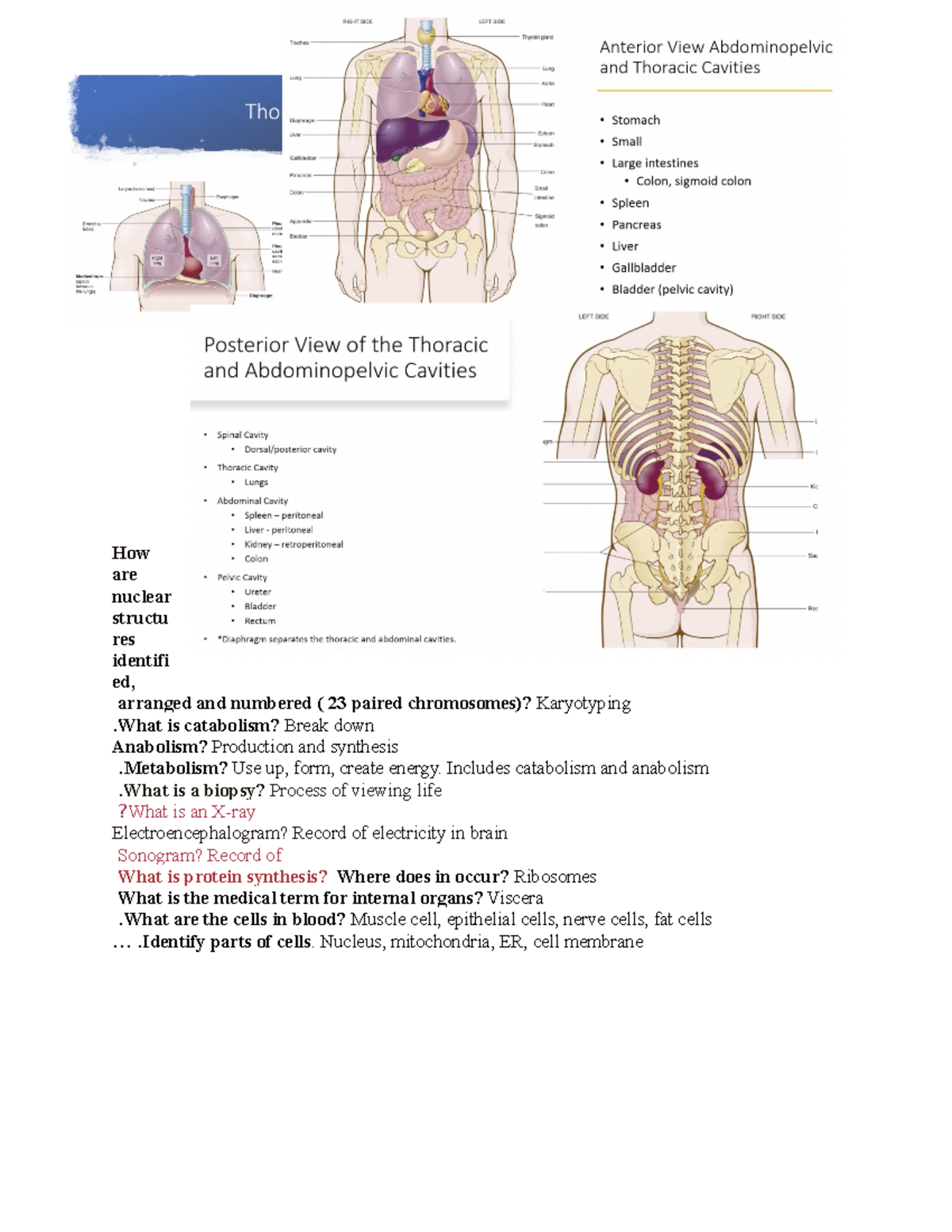 Quiz 1 Review - Medical Terminology Master Of Biomedical Sciences ...