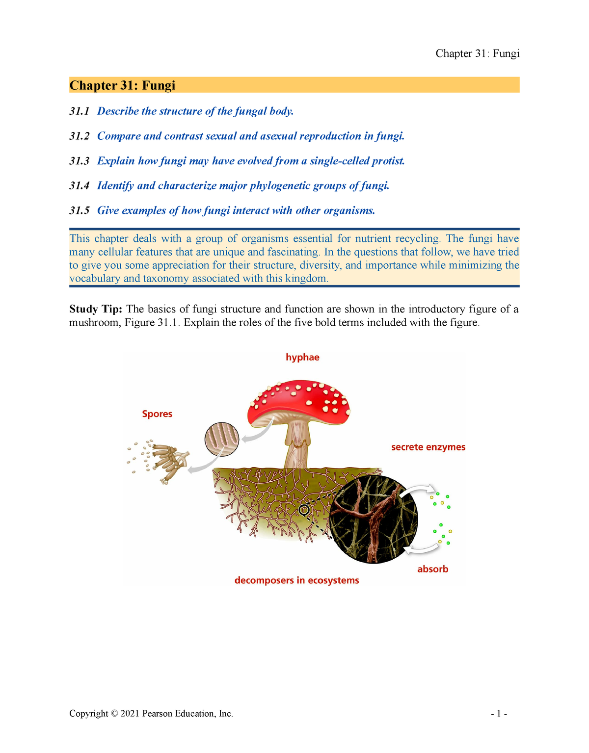 Bio12 ARG 31 - Course Overview - Chapter 31: Fungi 31 Describe The ...