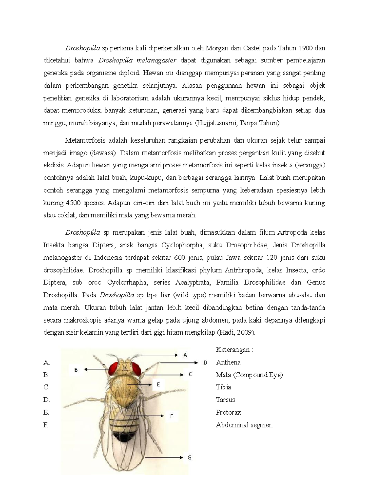 Dasar teori siklus Drosophila sp pertama kali