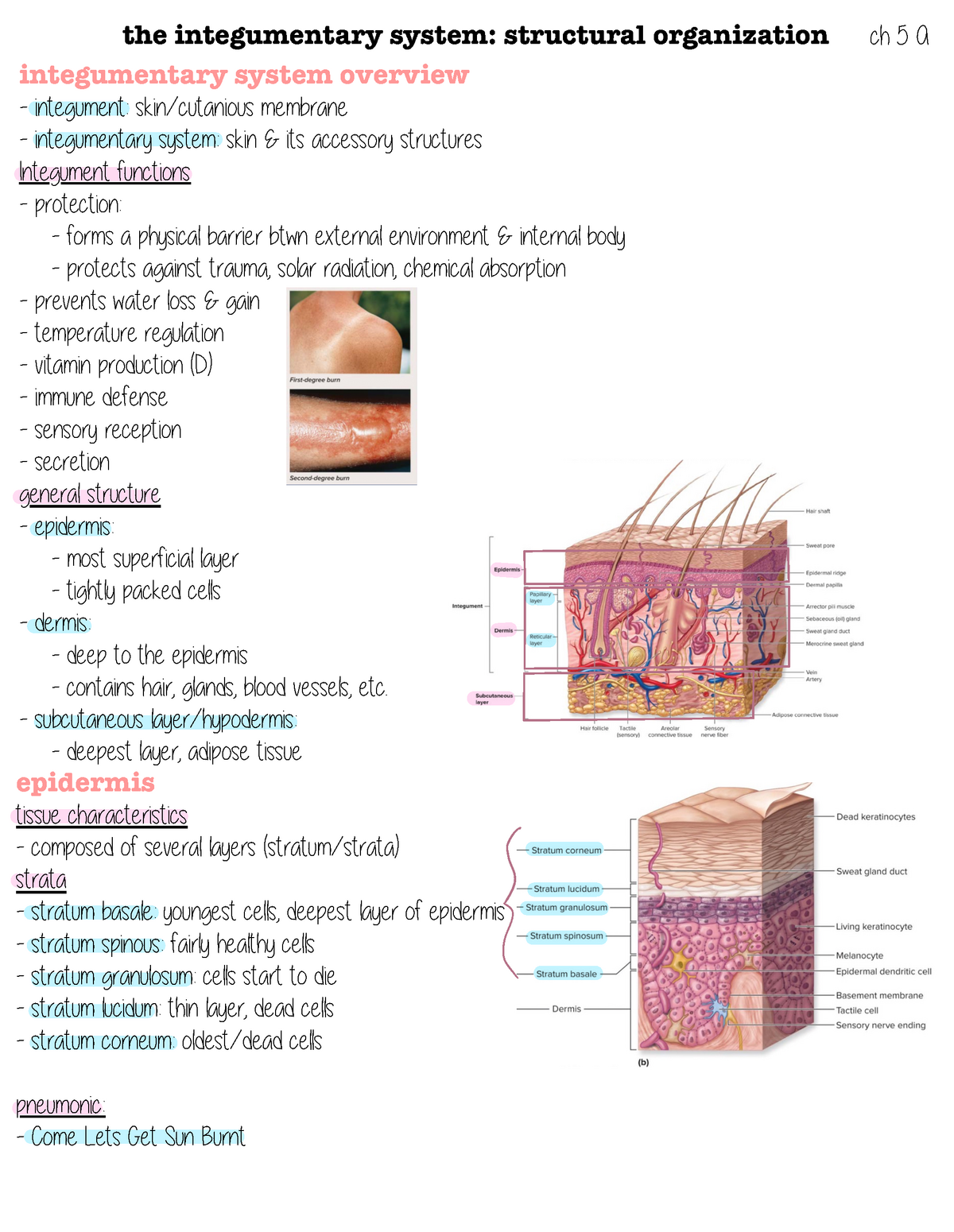 Chapter 5 A - Kelli Teager - the integumentary system: structural ...