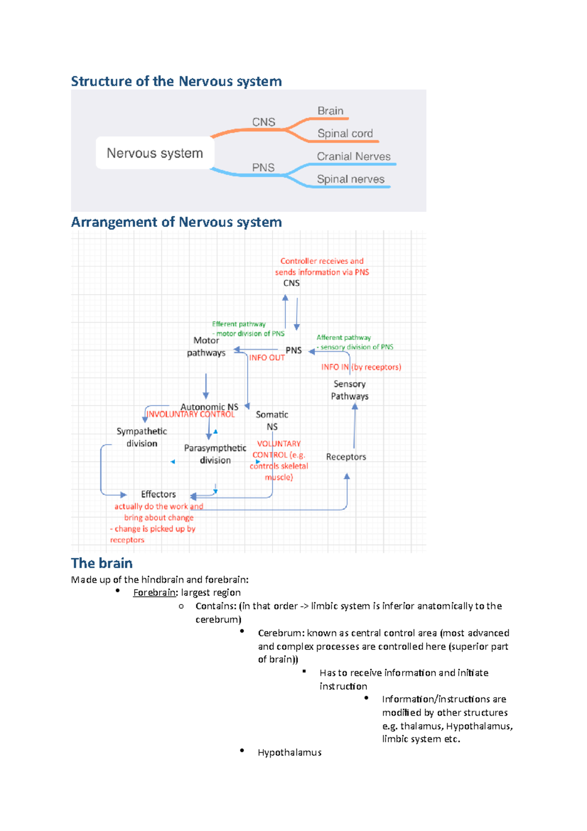 Structure of the Nervous system - Structure of the Nervous system ...