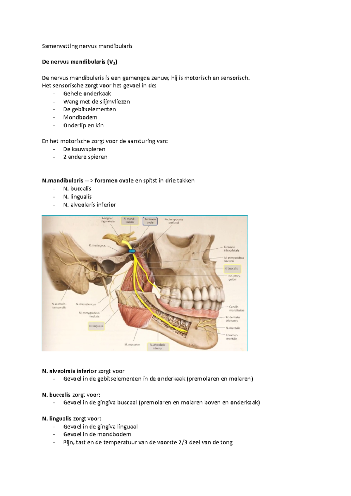 A2 samenvatting nervus mandibularis Samenvatting nervus mandibularis