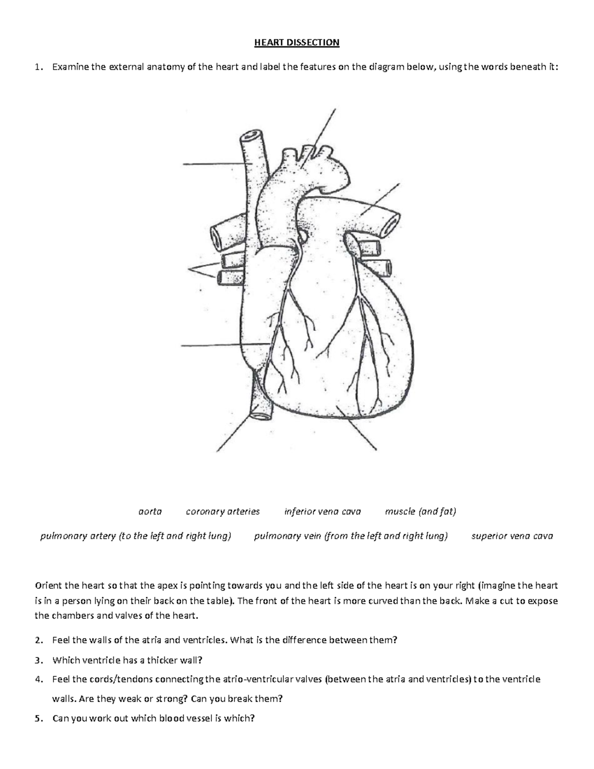 1 Heart dissection WS - ejercicios - HEART DISSECTION 1. Examine the ...