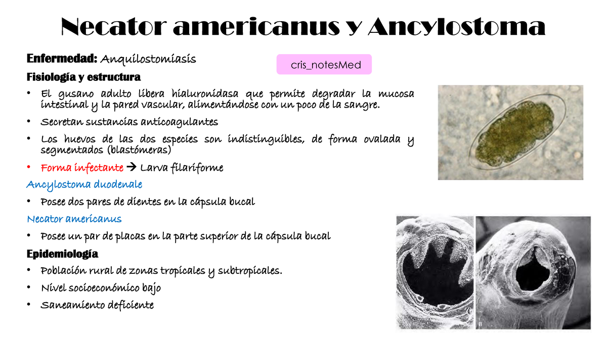 huevo de ancylostoma duodenale