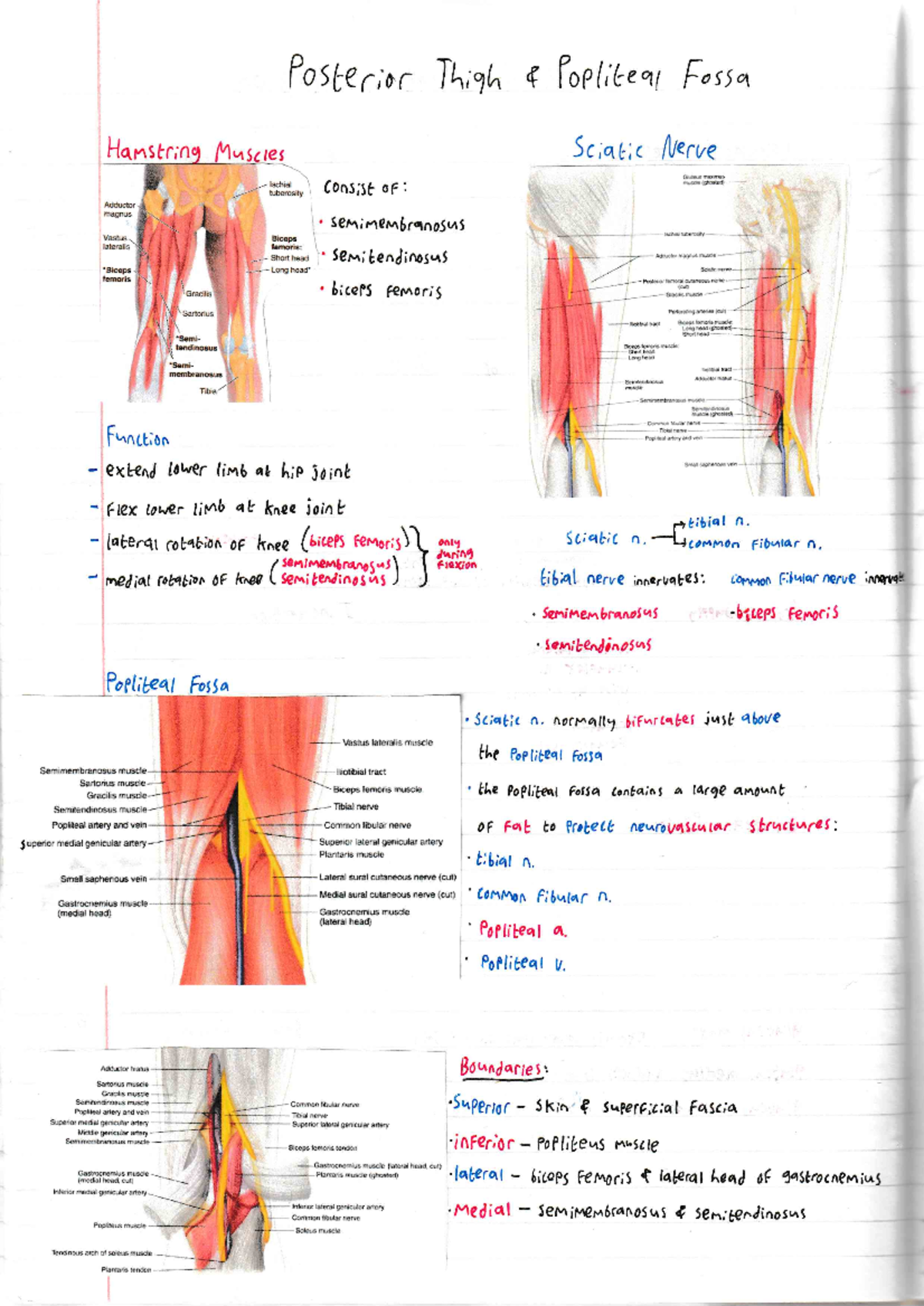 Posterior Thigh - Samantha Taylor - MED-MB-S - Studocu