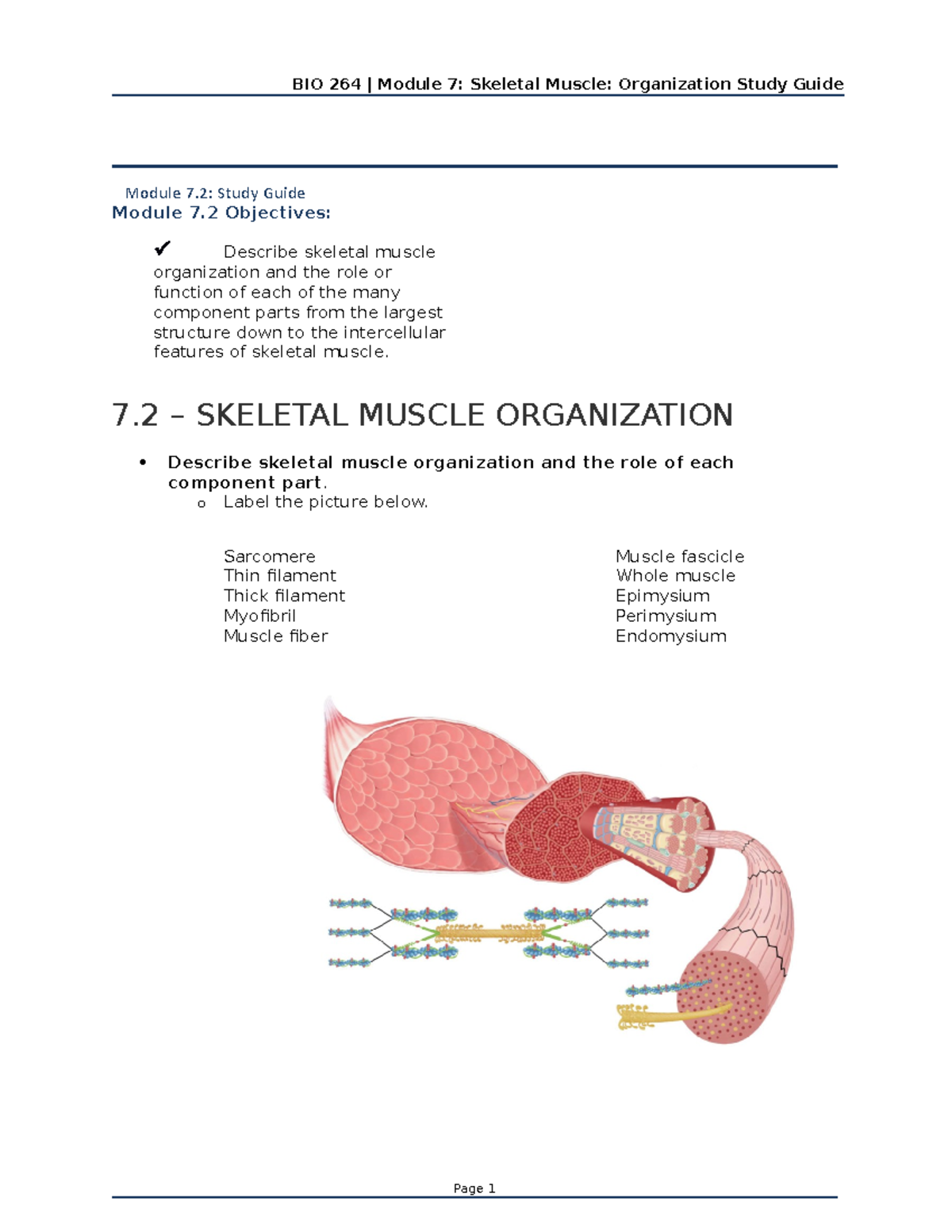 chapter 7.2 study guide - Module 7 Objectives: Describe skeletal muscle ...