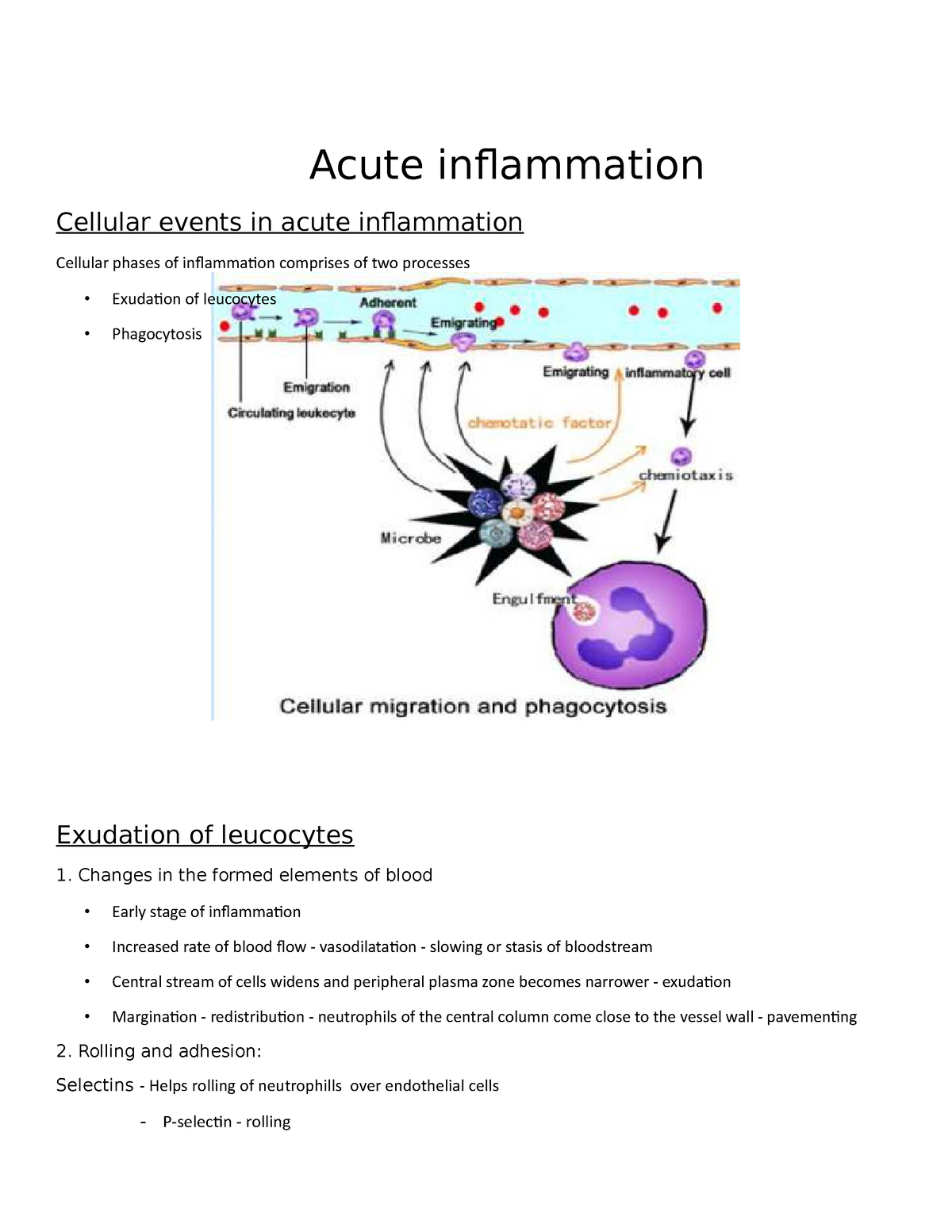 Chapter - 19 Inflammation - Acute- Cellular Events - Acute Inflammation ...