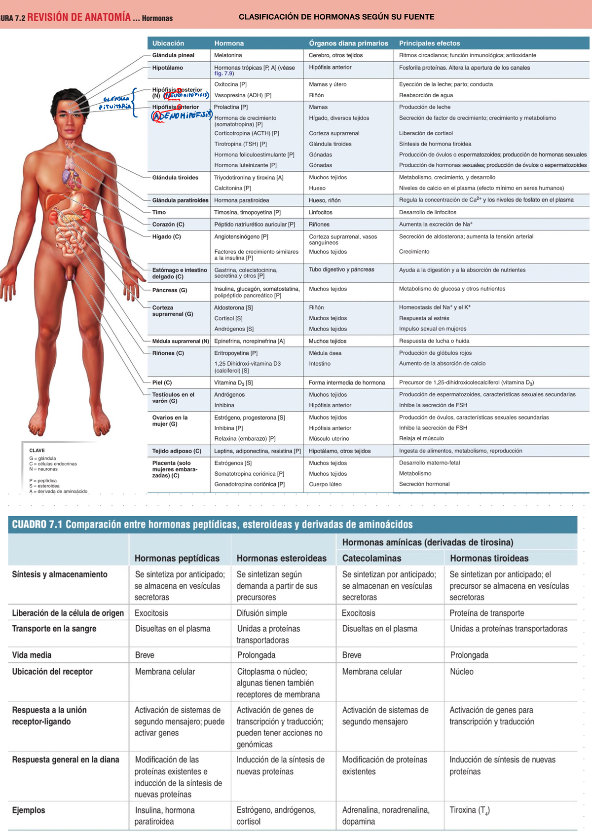 Fisio-Endocrí - Resumen de sistema endocrino con esquemas y dibujos ...