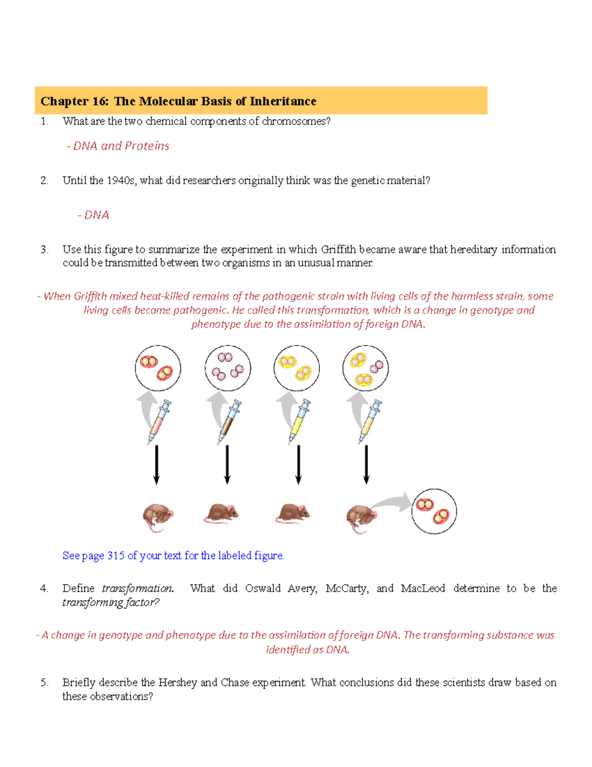 Chapter 16 Copy - Chapter 16: The Molecular Basis Of Inheritance What ...