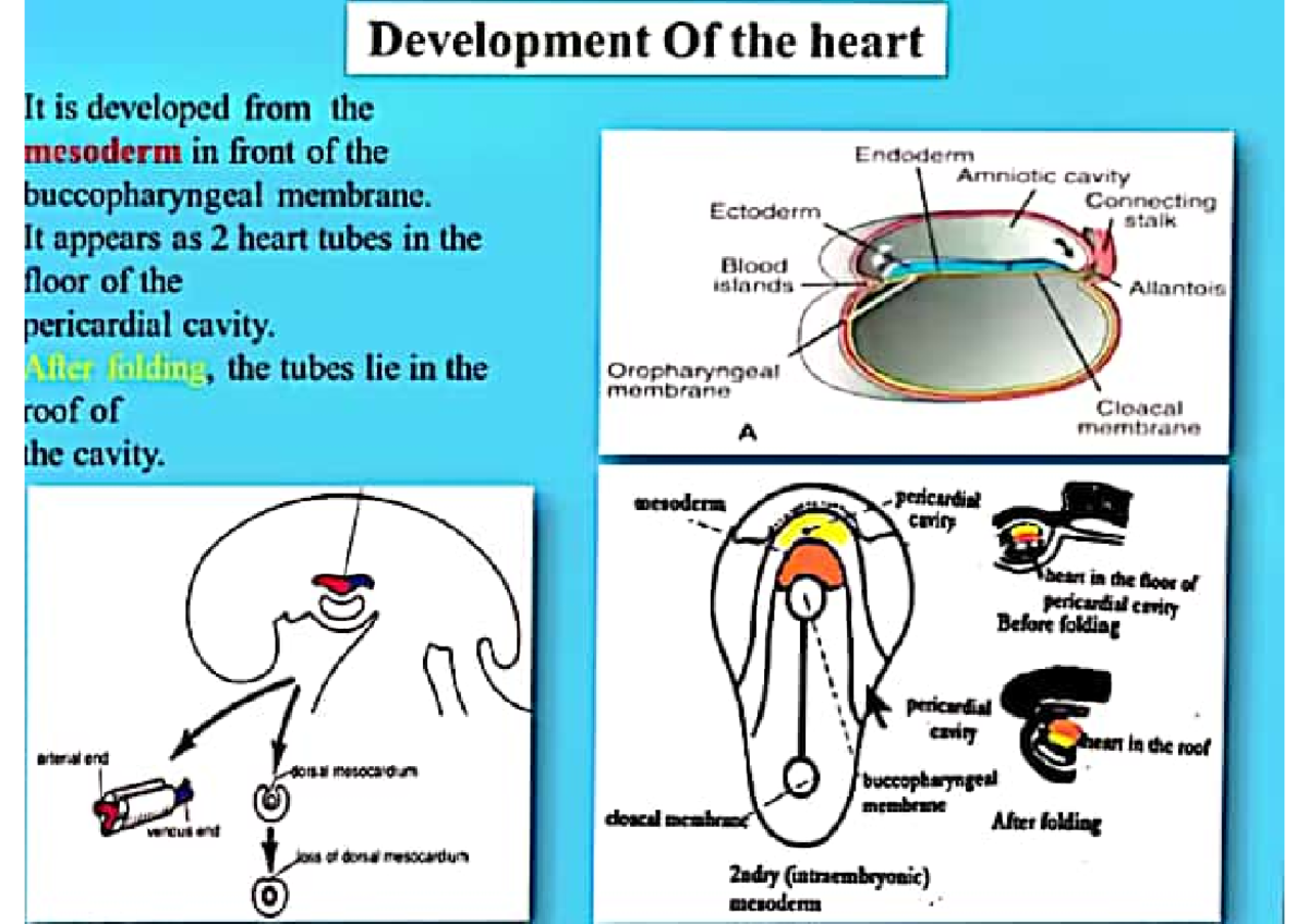 slides for medical CVS Medical study material Studocu