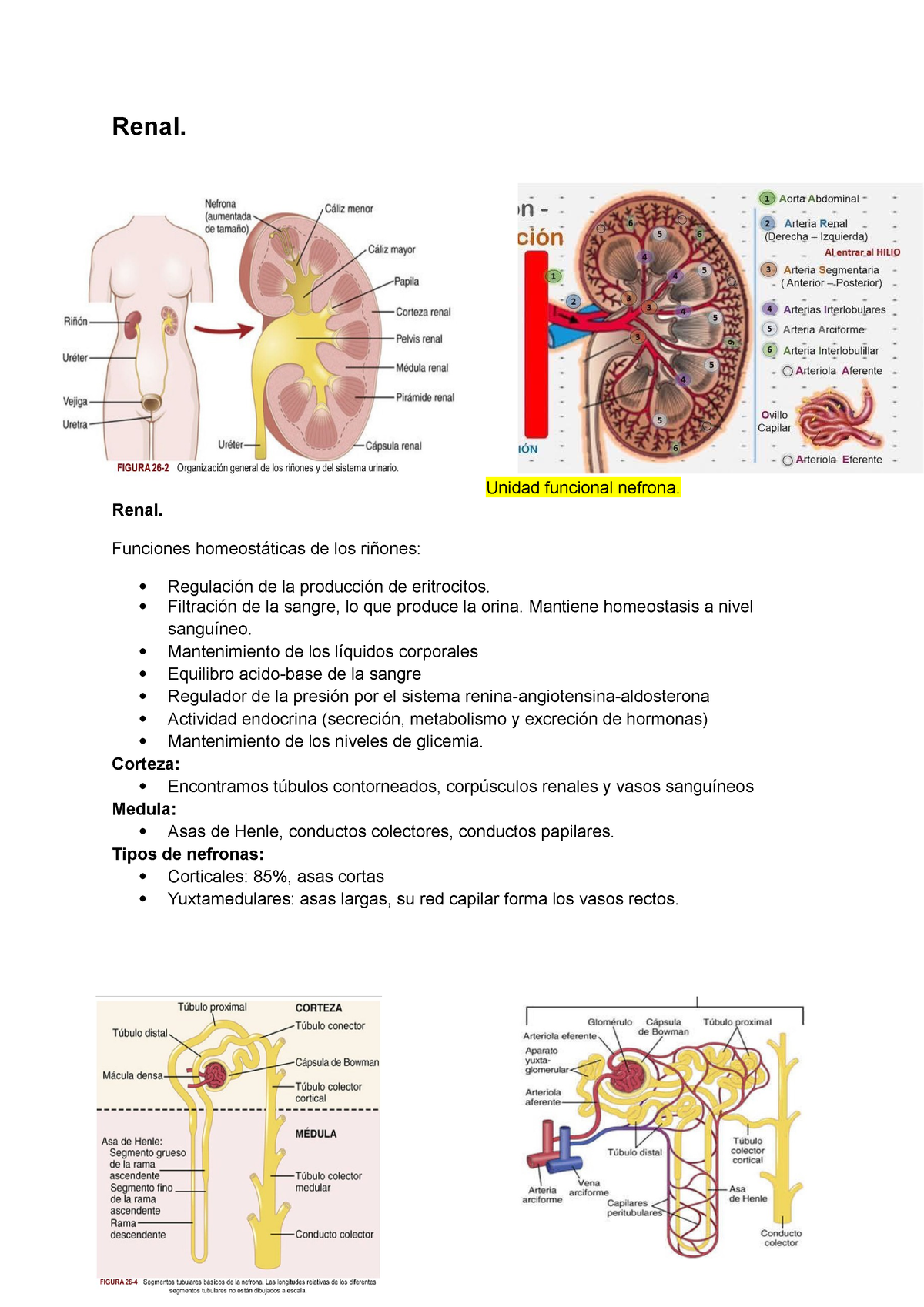 Fisiologia Renal - Renal. Unidad Funcional Nefrona. Renal. Funciones ...