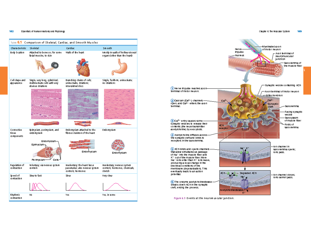 Muscular labelling - Table 6 Comparison of Skeletal, Cardiac, and ...