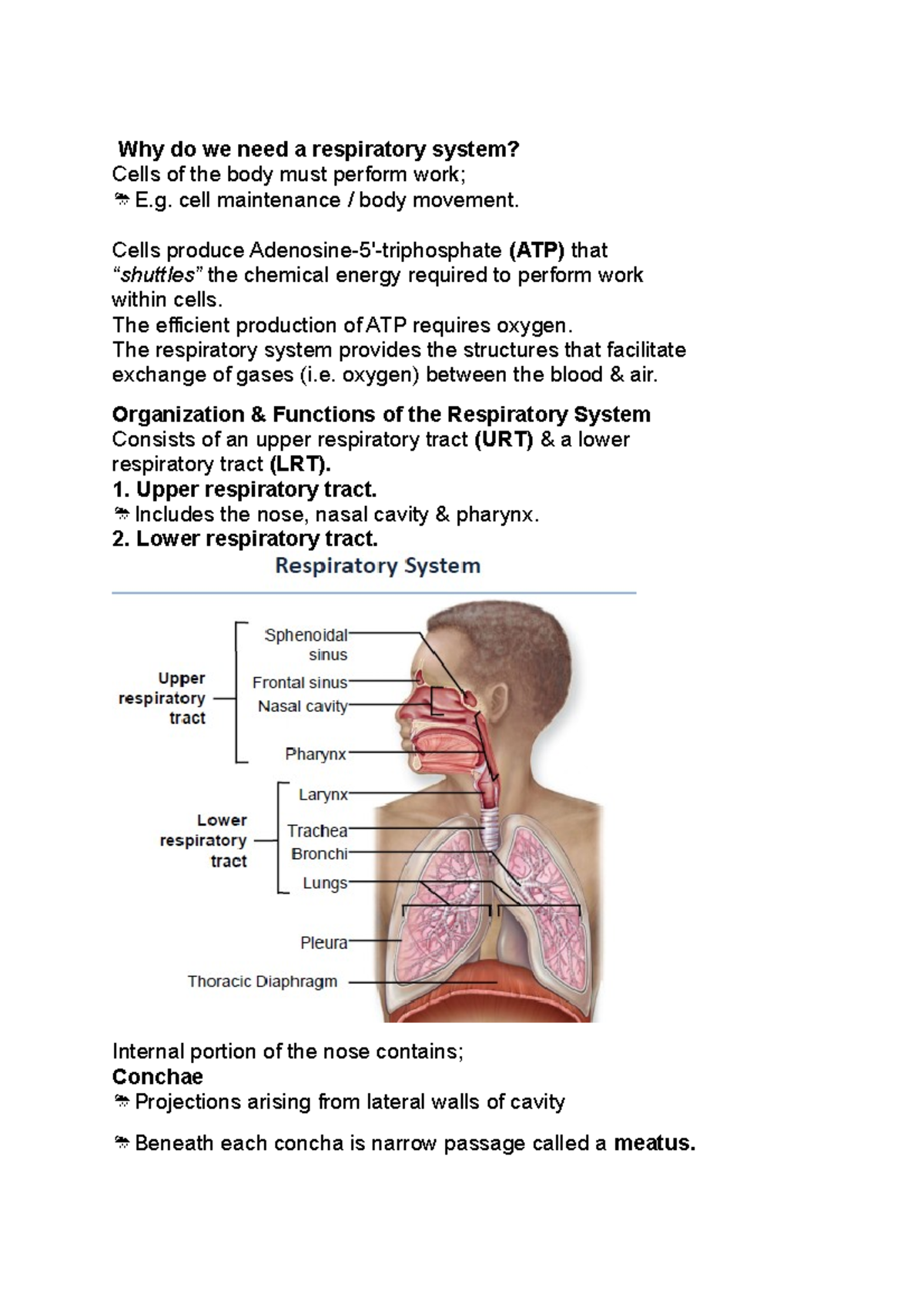 Why do we need a respiratory system cell maintenance / body movement