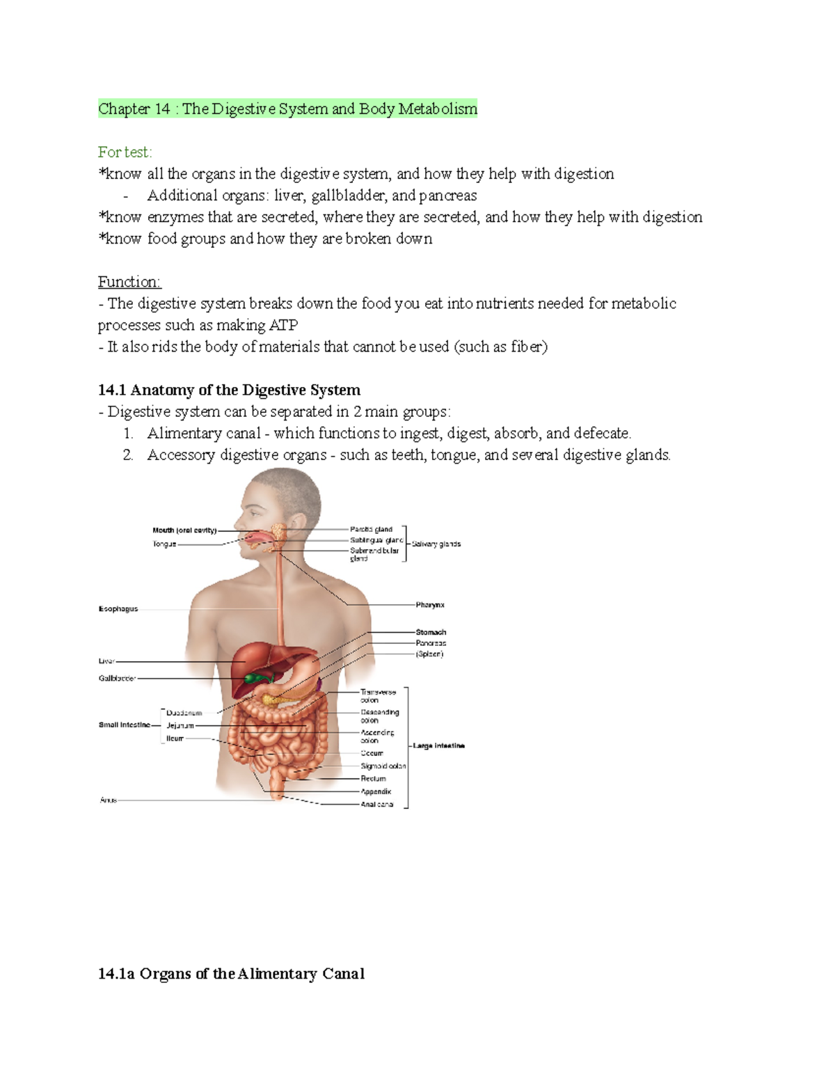 Chapter 14 The Digestive System - Chapter 14 : The Digestive System And ...