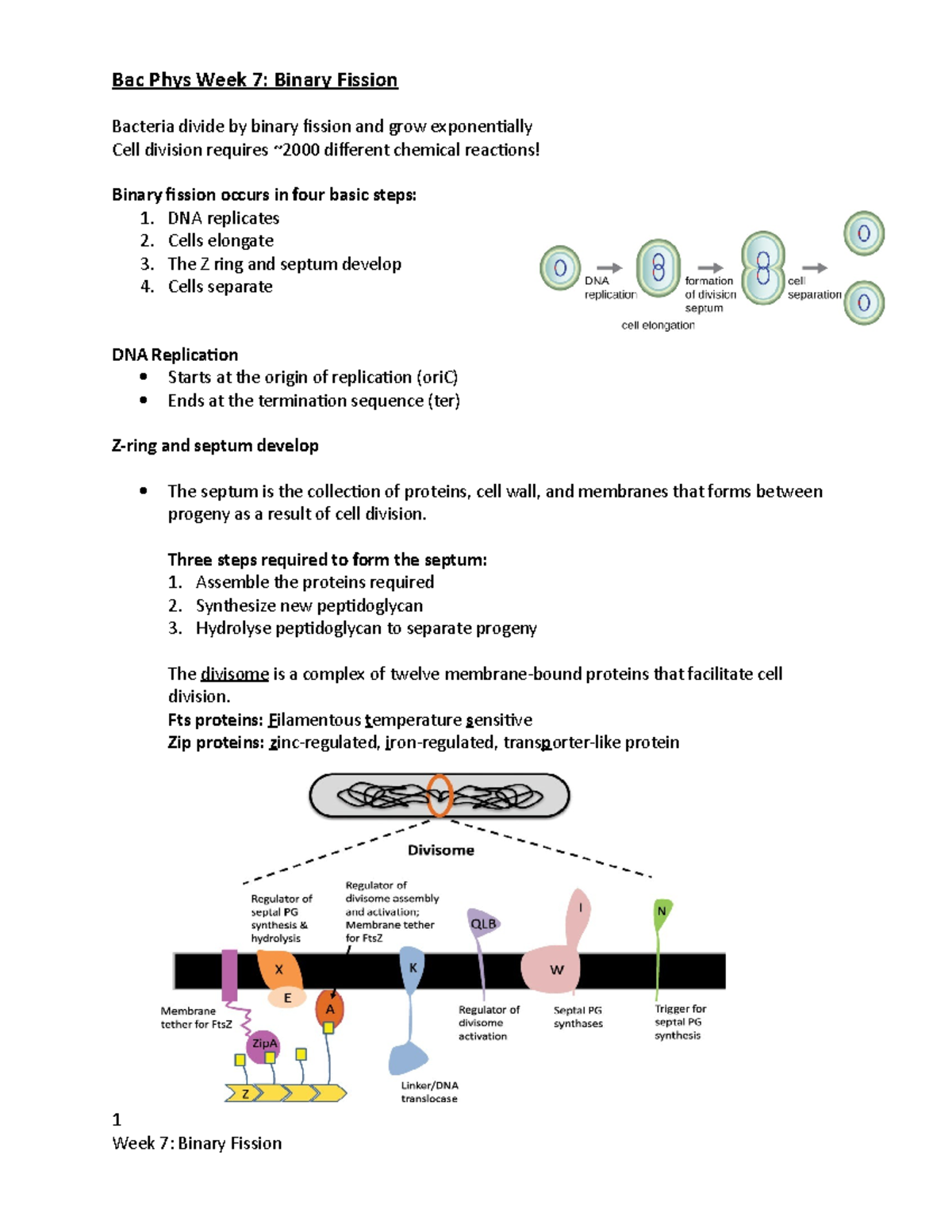 Bac Phys Week 7- Binary Fission Lecture Notes - Bac Phys Week 7: Binary ...