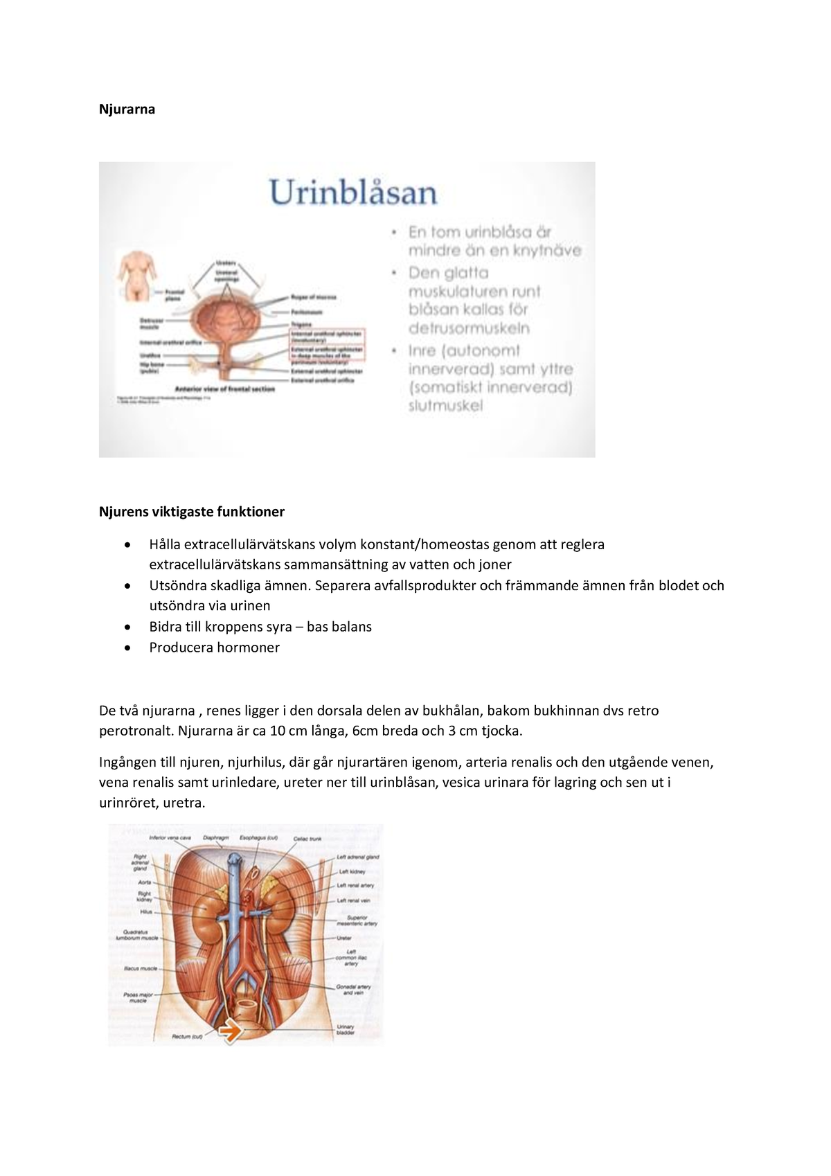 Njurarna - Människokroppen - Fysiologi Och Anatomi - Njurarna Njurens ...