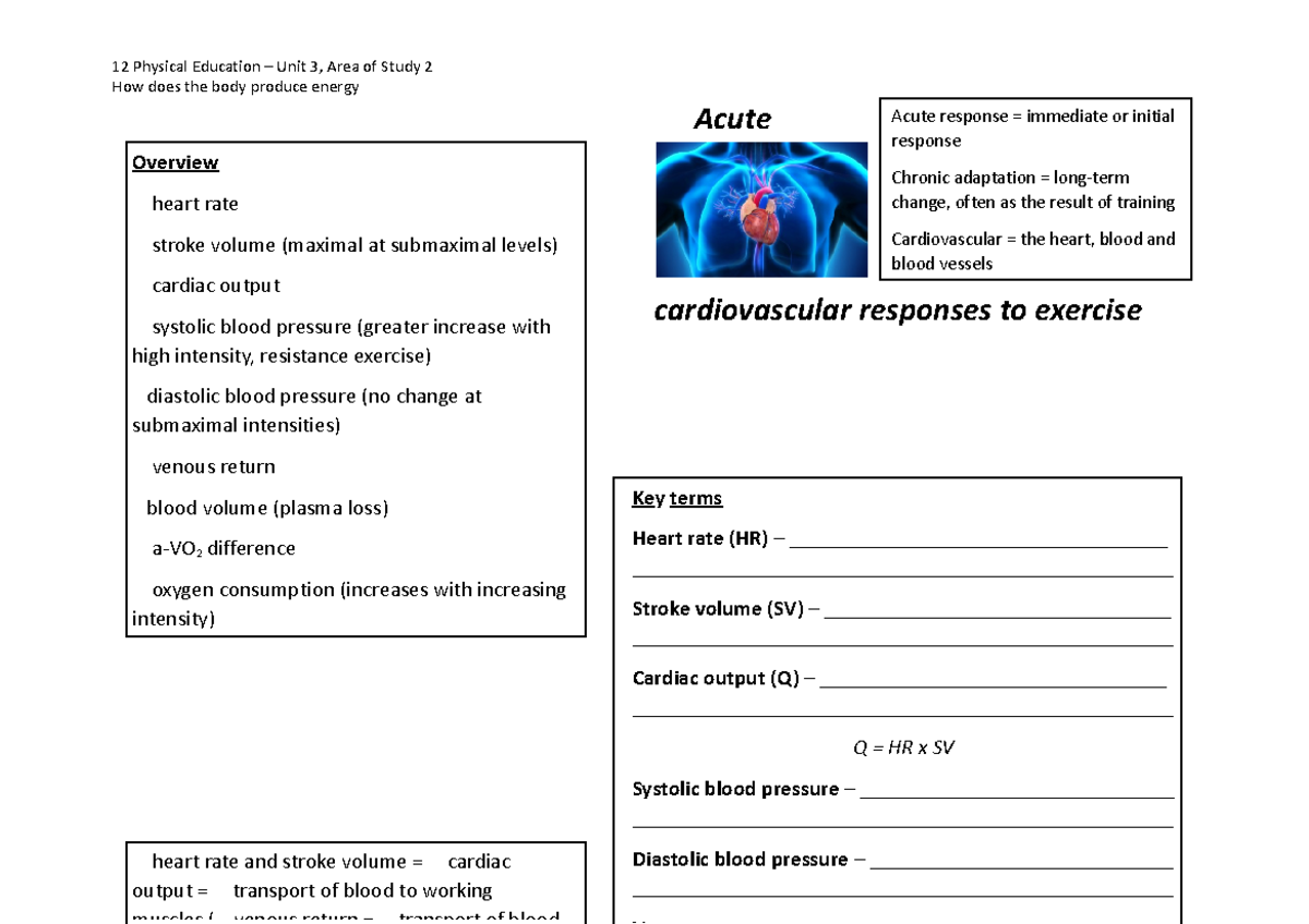 Acute responses to exercise - cardiovascular - 12 Physical Education ...